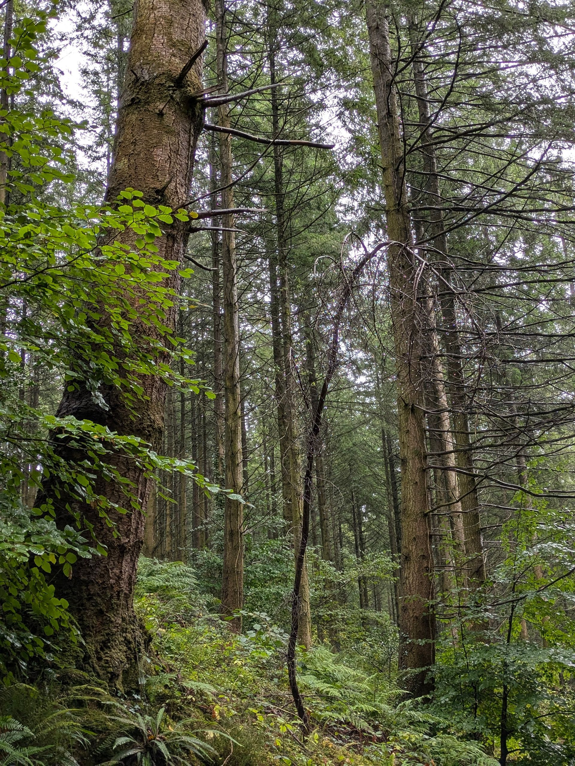 Forest Sanctuary - Short Prose by Sue Cartwright, Spiral Leaf Forest Sanctuary - Short Prose by Sue Cartwright, Spiral Leaf