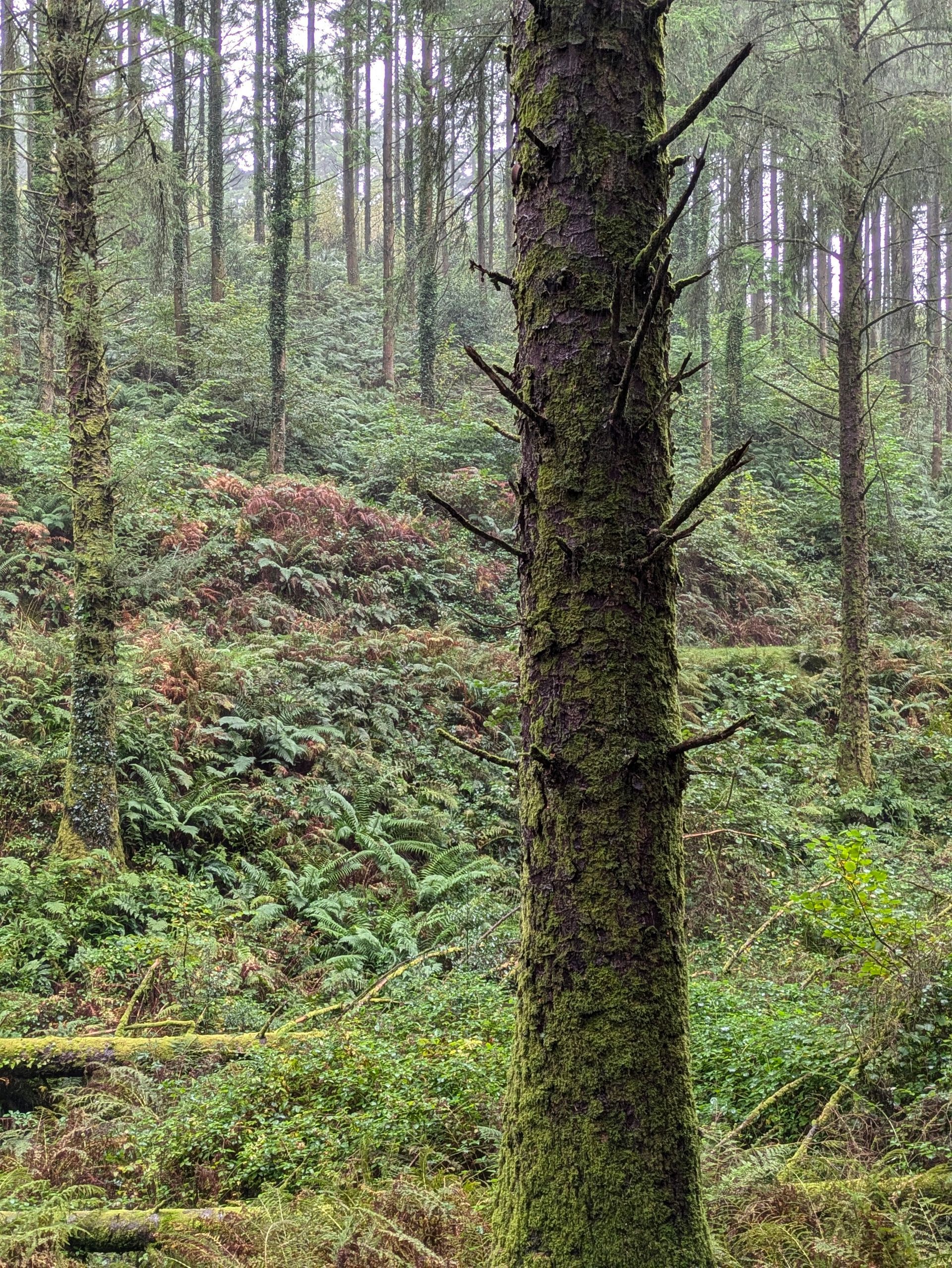 Forest Sanctuary - Short Prose by Sue Cartwright, Spiral Leaf