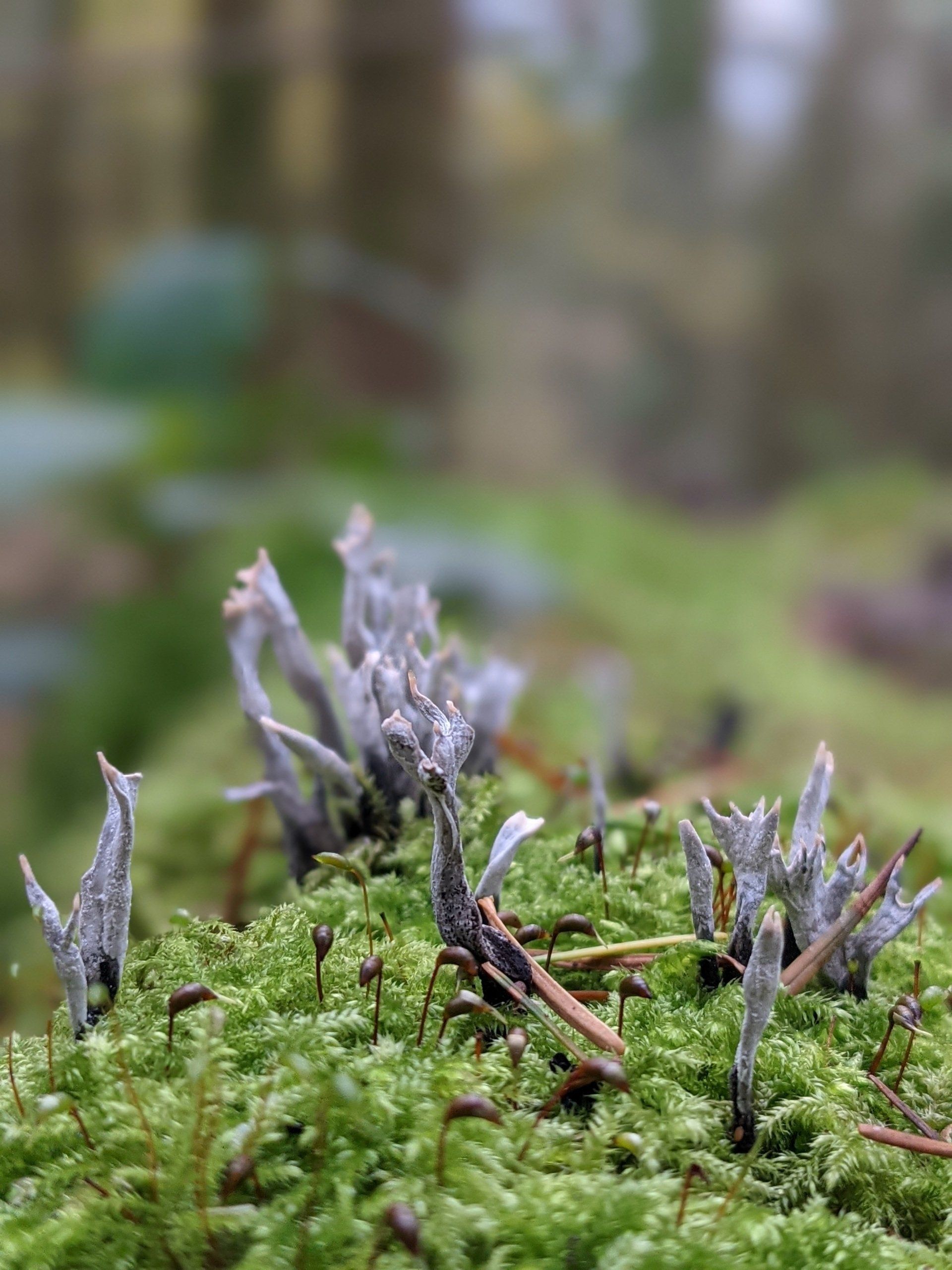 A post about the medicinal benefits of Candlesnuff Fungi