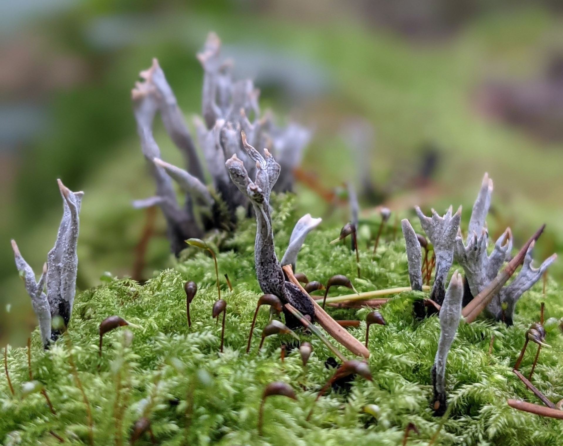 A Healing Fungi (Candlesnuff) by Sue Cartwright, Spiral Leaf