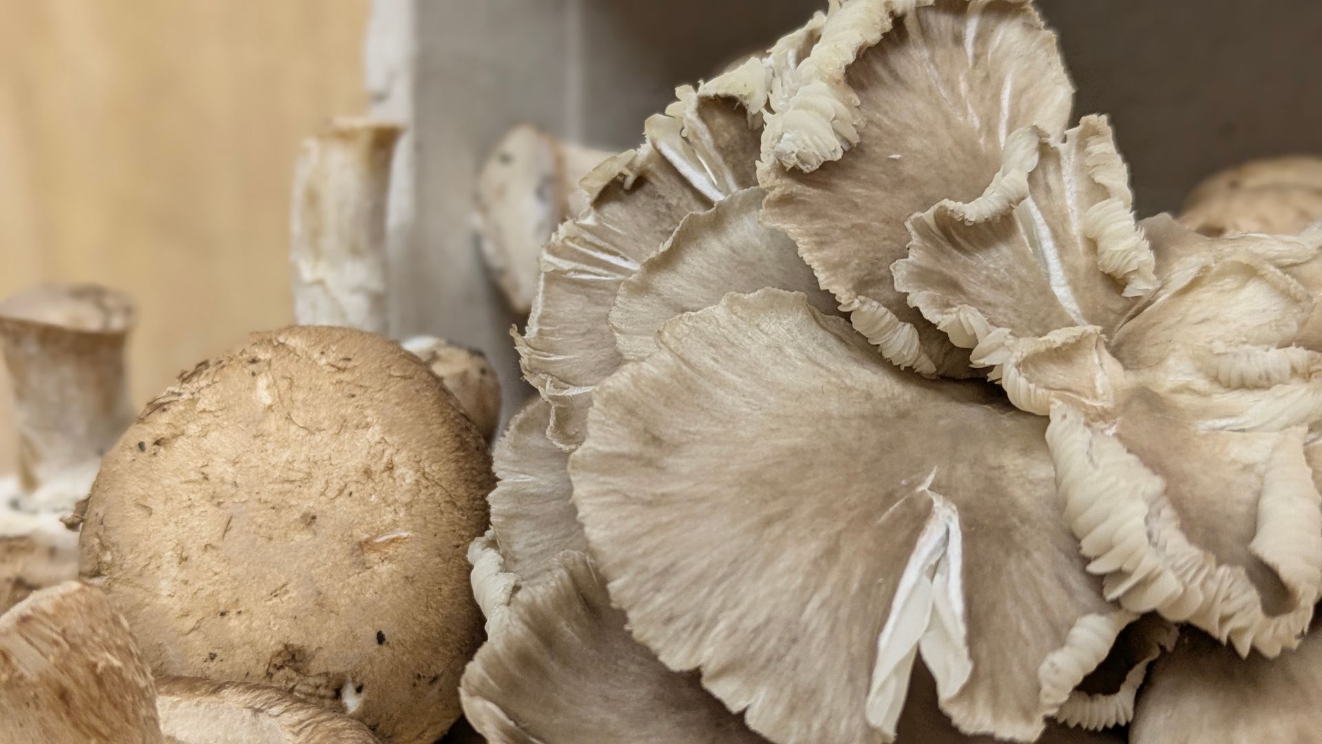 A Healing Fungi (Hen of the Woods) by Sue Cartwright, Spiral Leaf