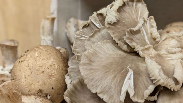 A Healing Fungi (Hen of the Woods) by Sue Cartwright, Spiral Leaf