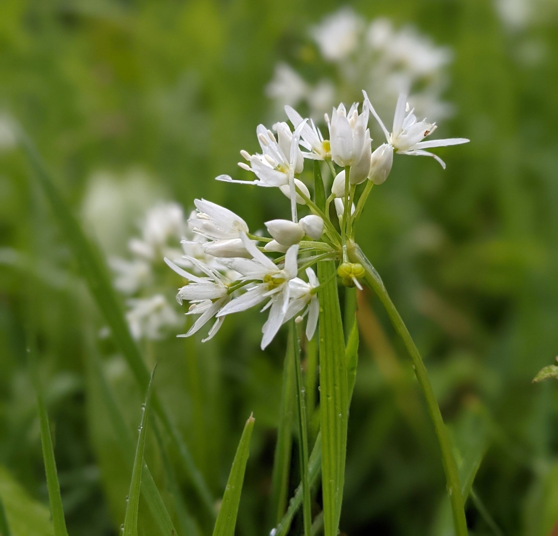 A Healing Herb (Wild Garlic) by Sue Cartwright, Spiral Leaf