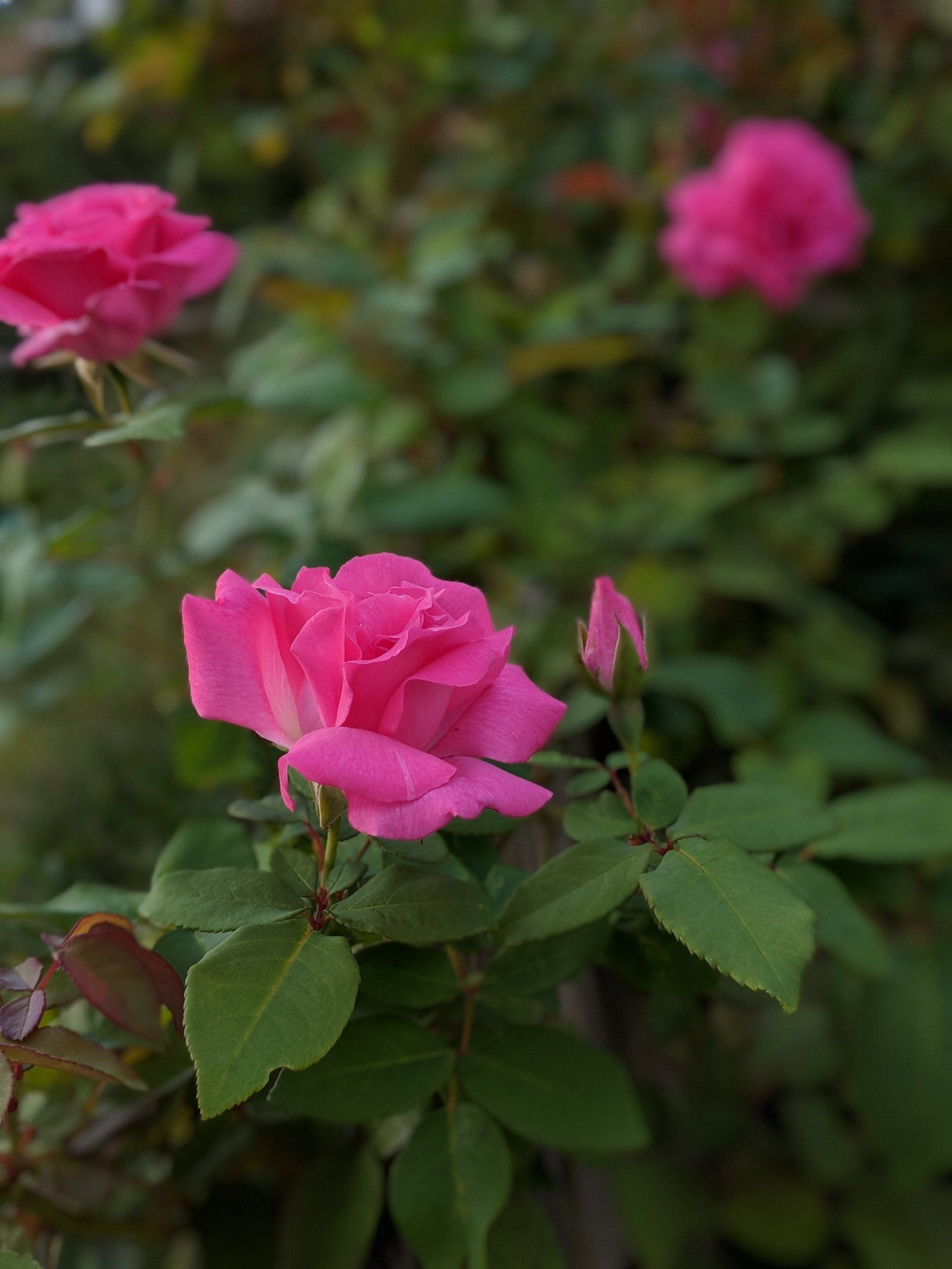 A Rose's Bloom - A Poem by Sue Cartwright, Spiral Leaf