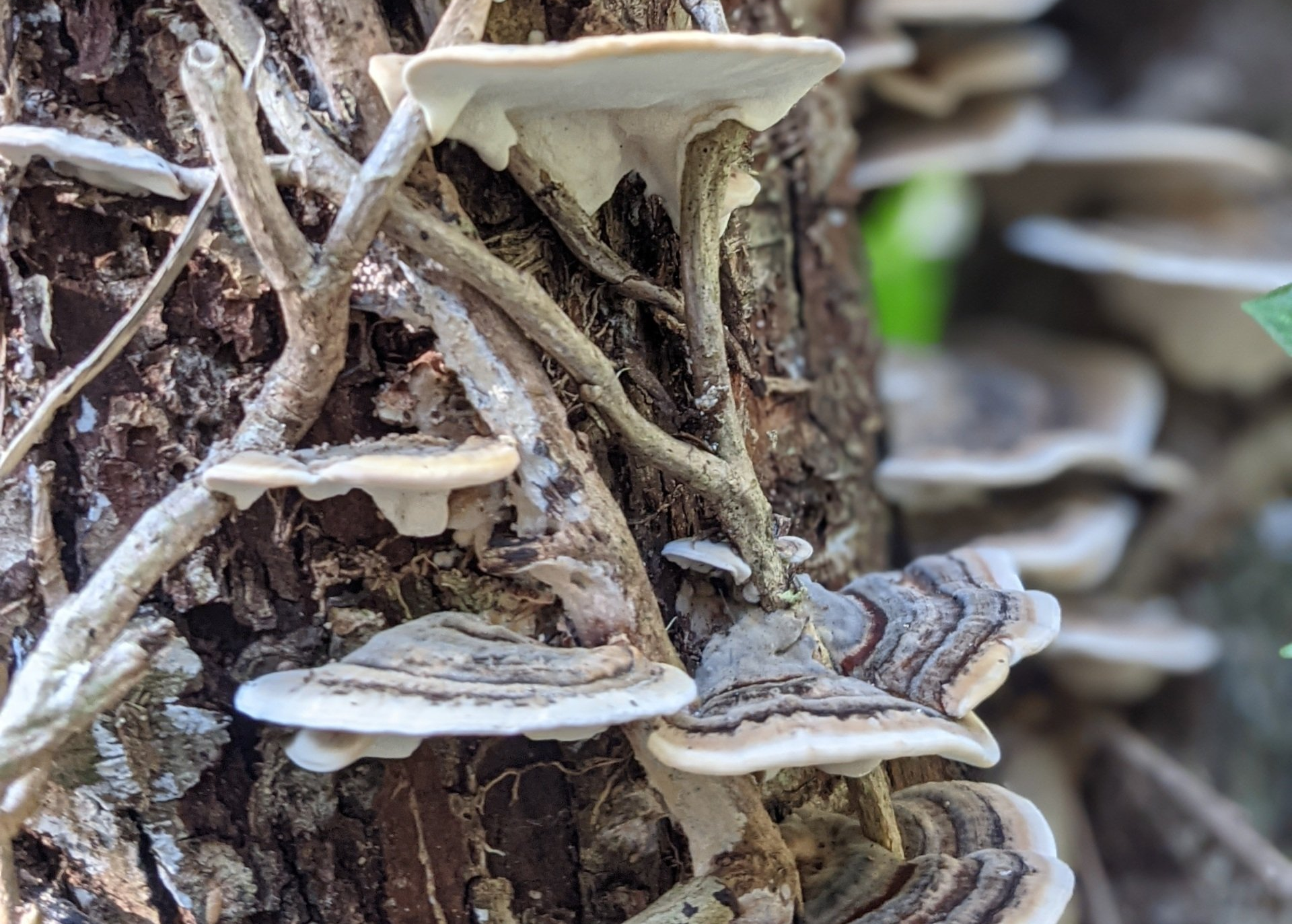 A Healing Fungi (Turkey Tail) by Sue Cartwright, Spiral Leaf