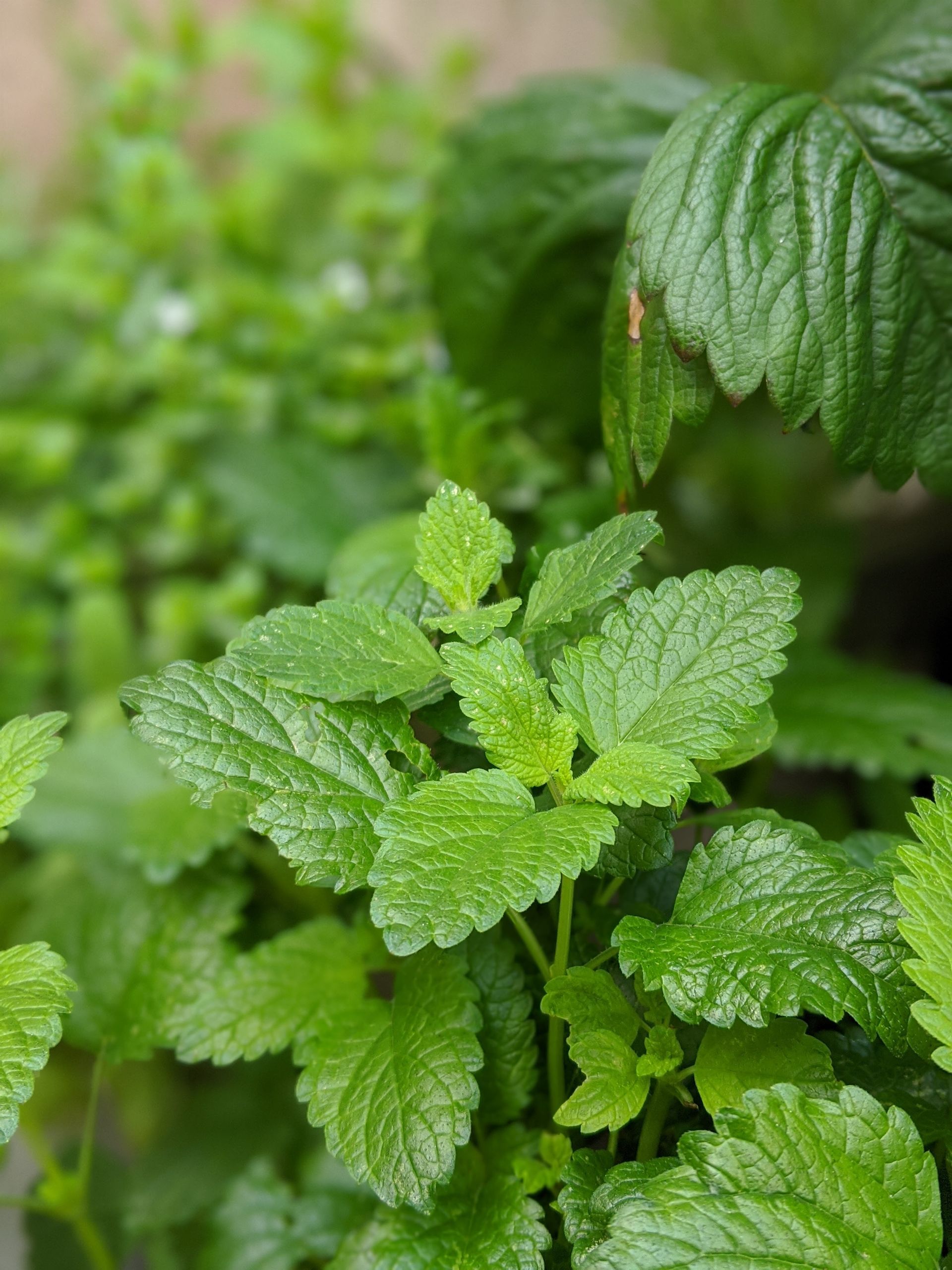 A Healing Herb (Lemon Balm) - Photograph by Sue Cartwright, Spiral Leaf