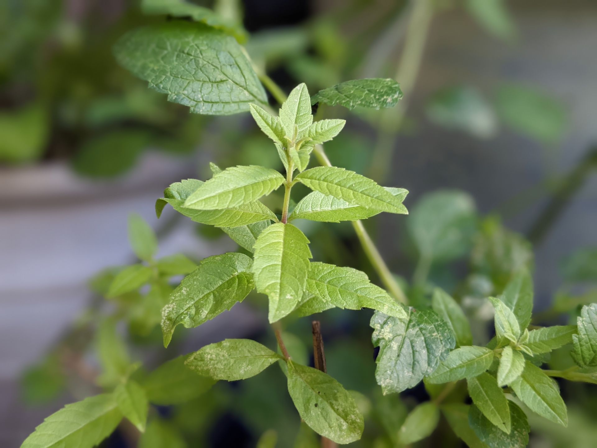 A Healing Herb (Lemon Verbena) by Sue Cartwright, Spiral Leaf A Healing Herb (Lemon Verbena) by Sue Cartwright, Spiral Leaf