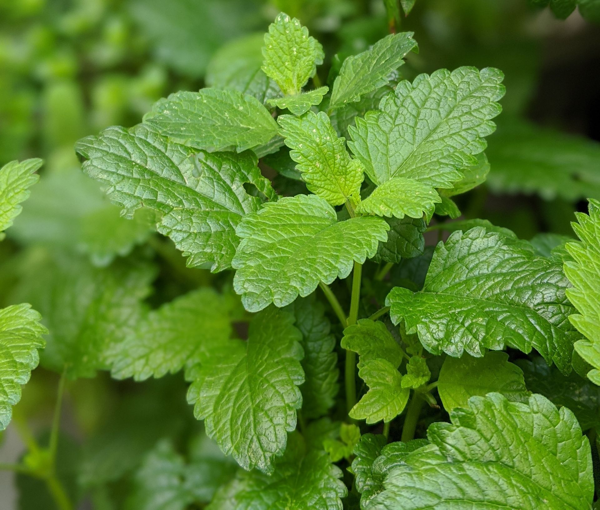 A Healing Herb (Lemon Balm) by Sue Cartwright, Spiral Leaf A Healing Herb (Lemon Balm) by Sue Cartwright, Spiral Leaf