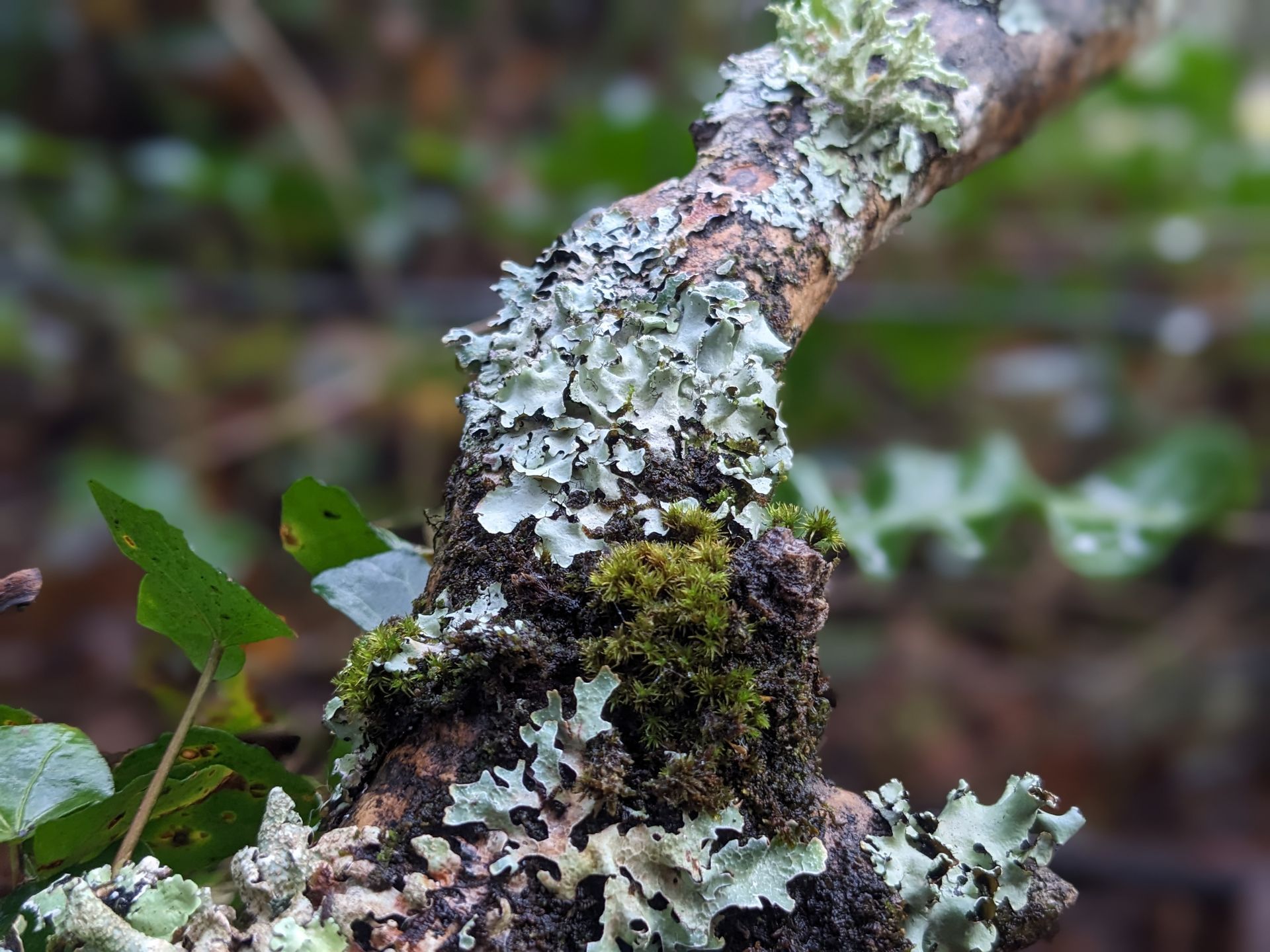 Lichen for Life Gallery - Photograph by Sue Cartwright, Spiral Leaf