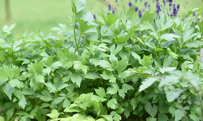 A Healing Herb (Lovage) by Sue Cartwright, Spiral Leaf