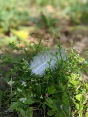 Spiral Leaf - A website dedicated to Nature and Natural Health Spiral Leaf - A website dedicated to Nature, Natural Health and Spiritual Growth