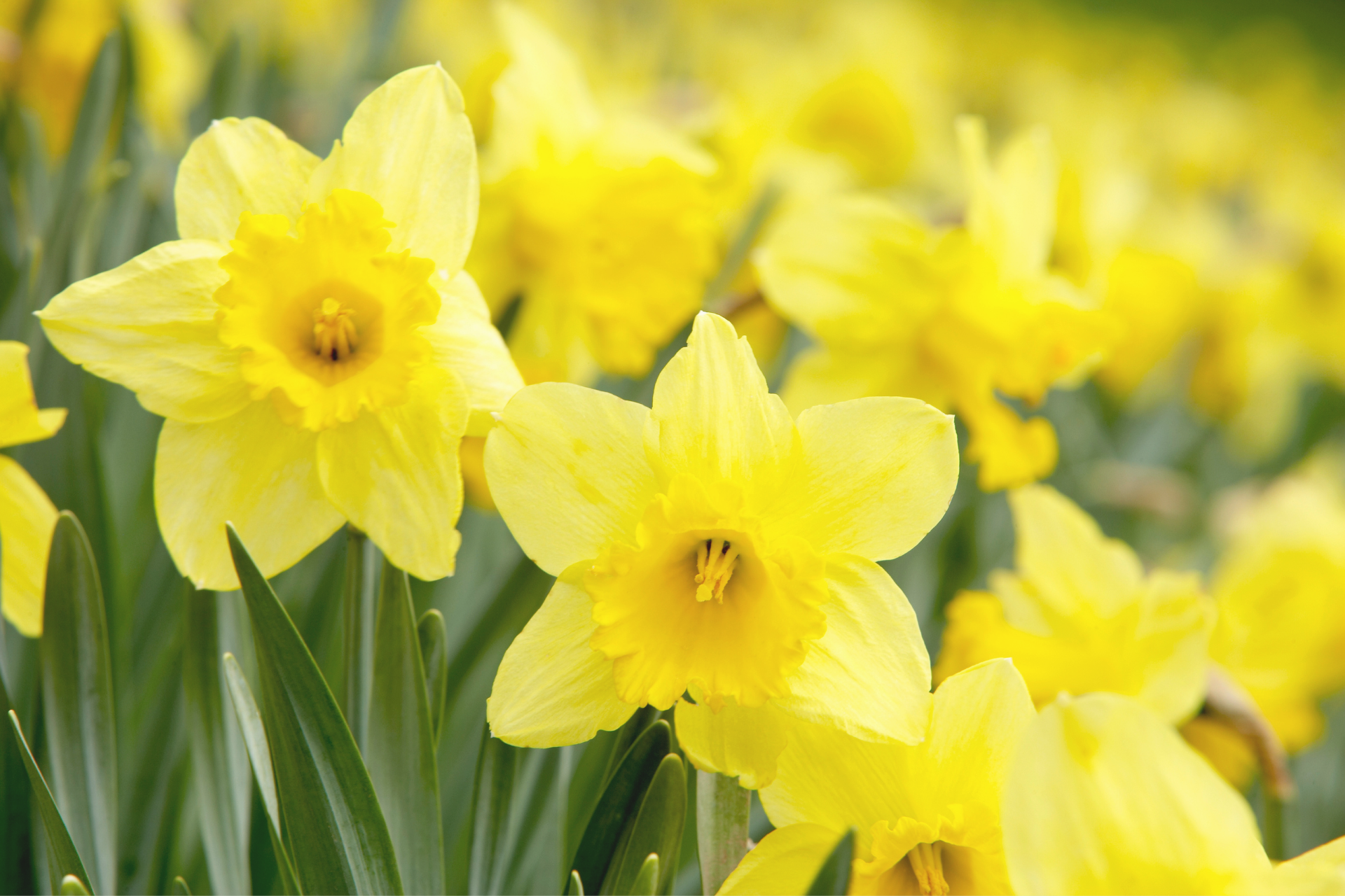 Welcome March - A Poem by Sue Cartwright, Spiral Leaf