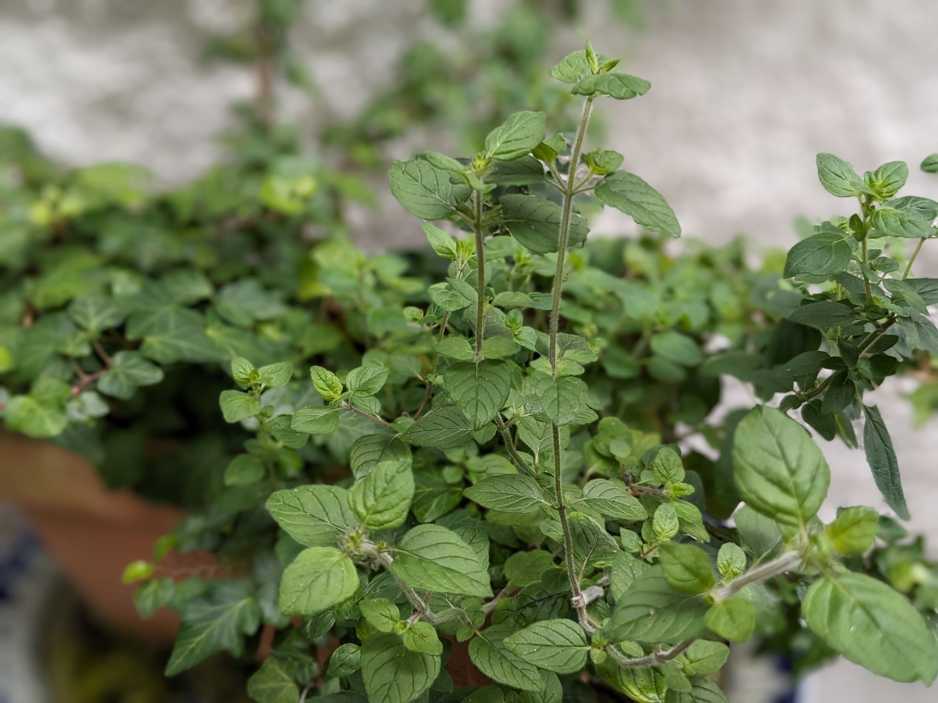 A Healing Herb (Marjoram) by Sue Cartwright, Spiral Leaf