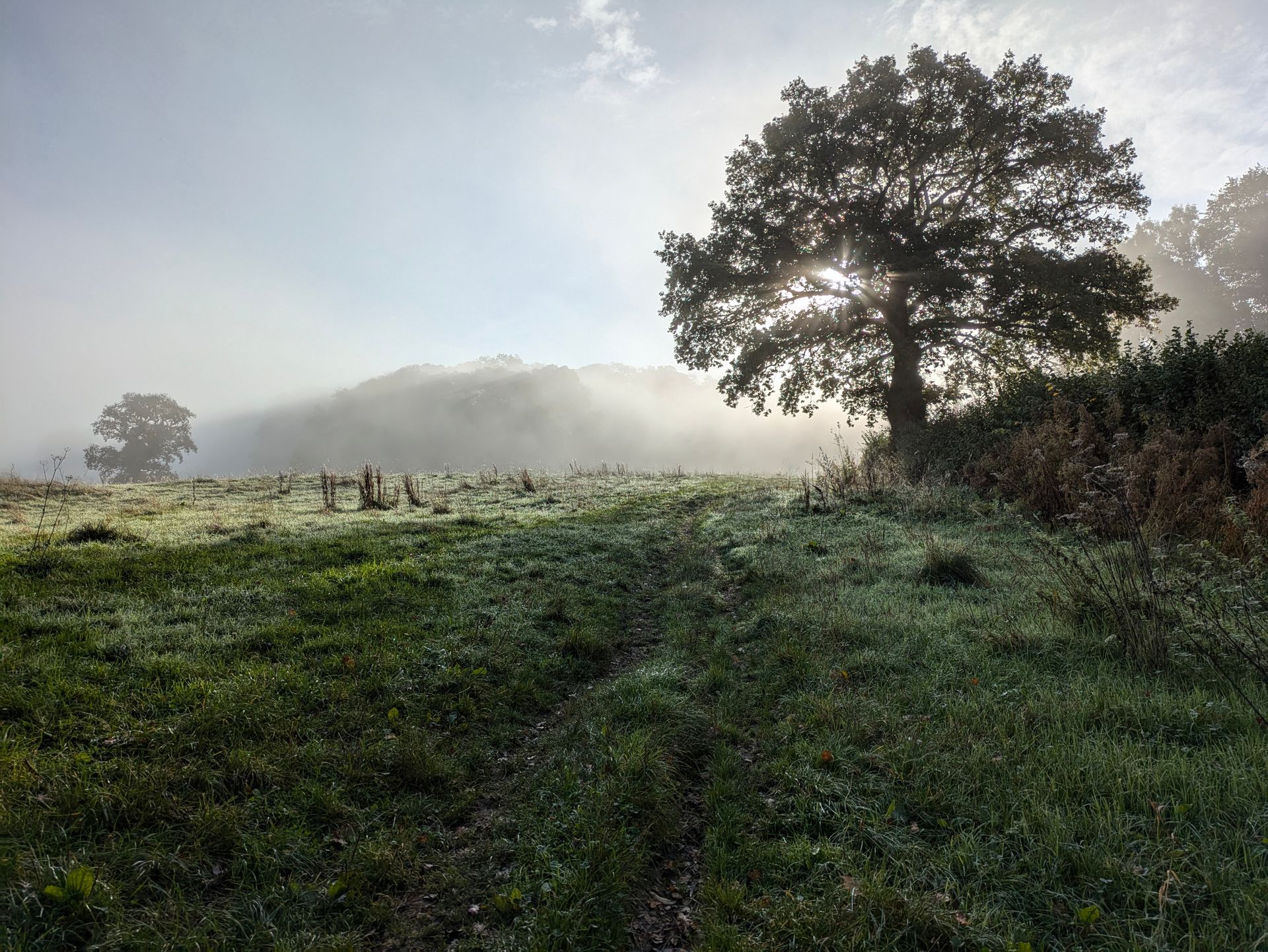 Misty Morning Gallery by Sue Cartwright, Spiral Laef