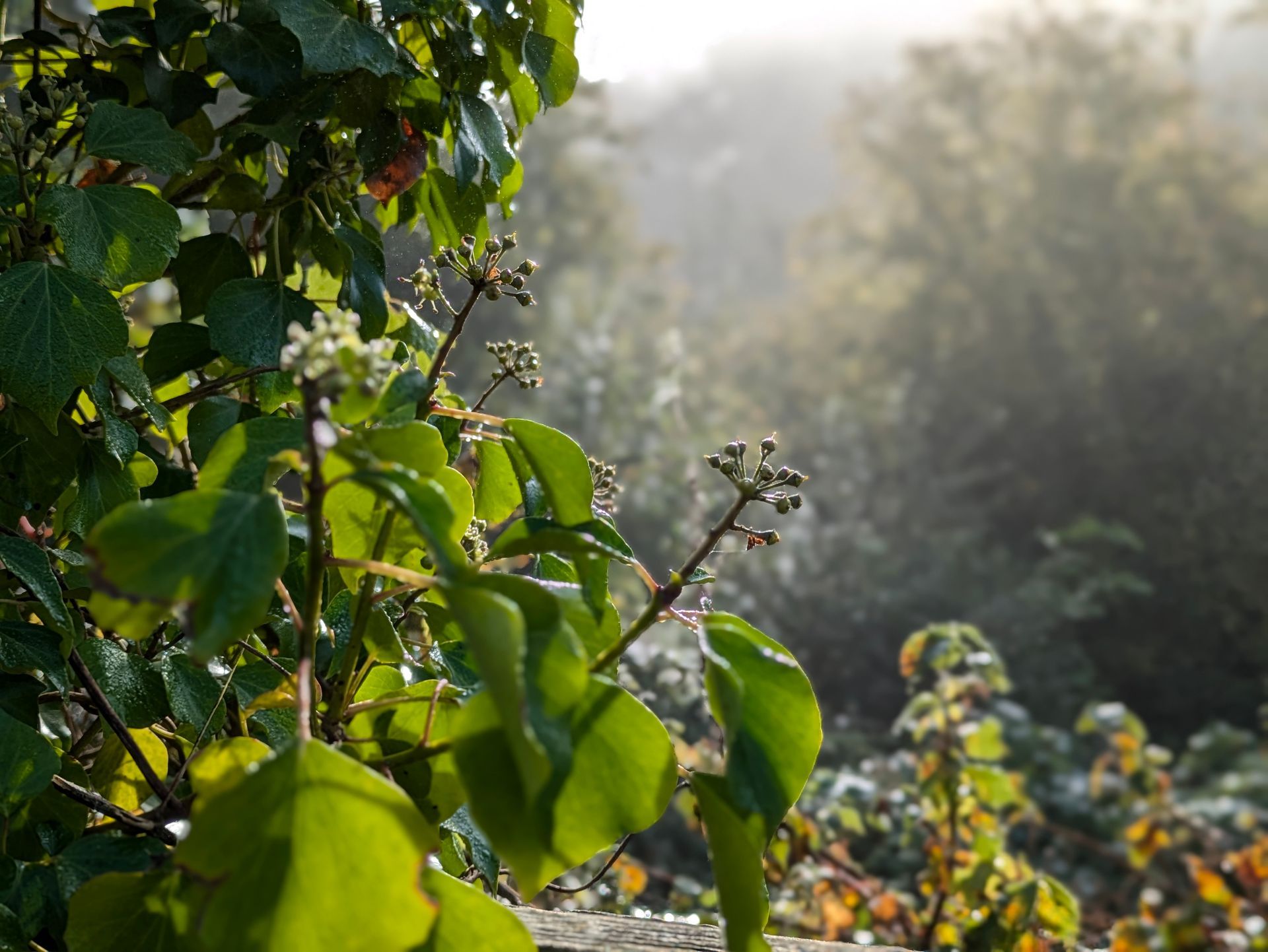 Things to do in Nature in January by Sue Cartwright, Spiral Leaf