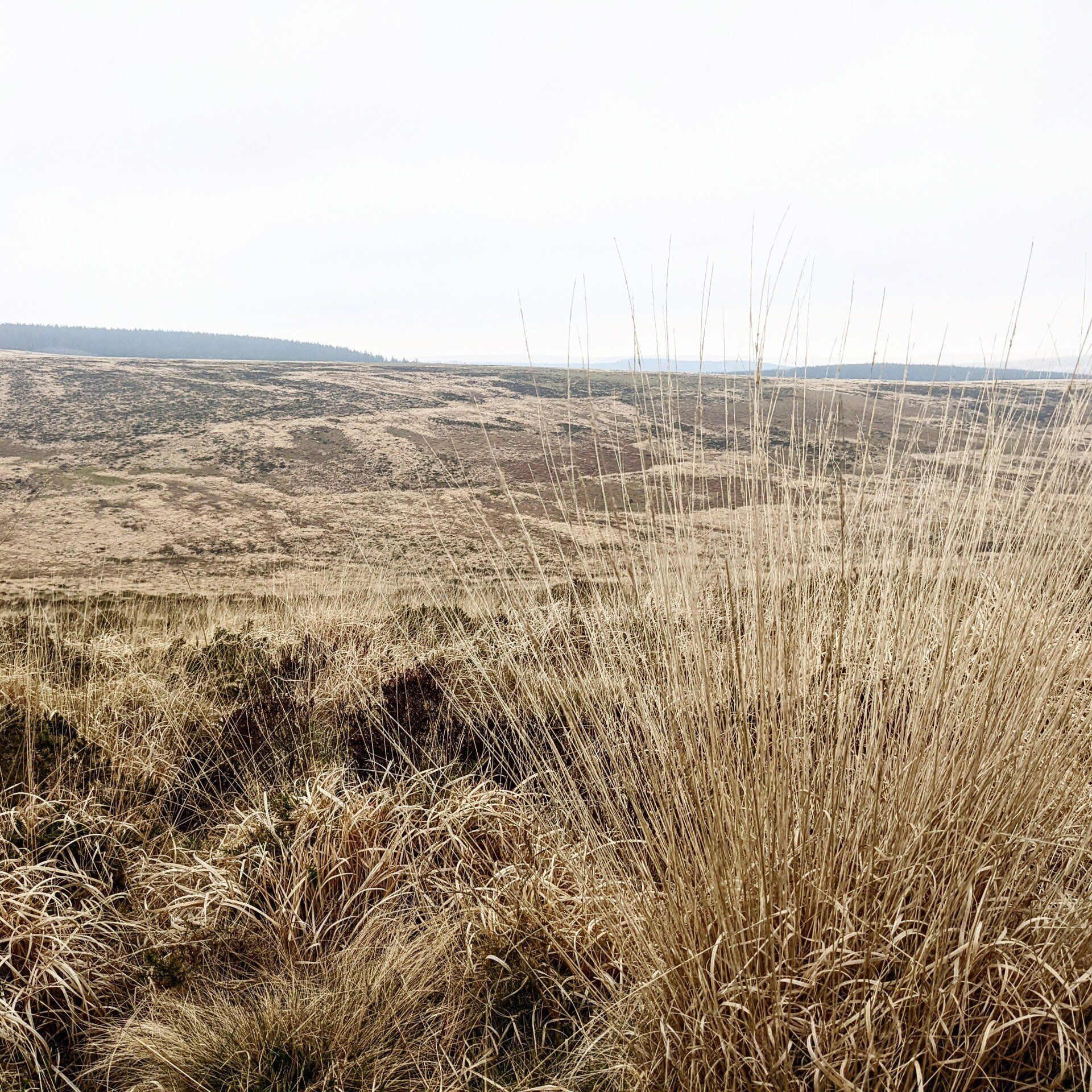 Out On The Moor by Sue Cartwright, Spiral Leaf Out On The Moor - A Poem by Sue Cartwright, Spiral Leaf