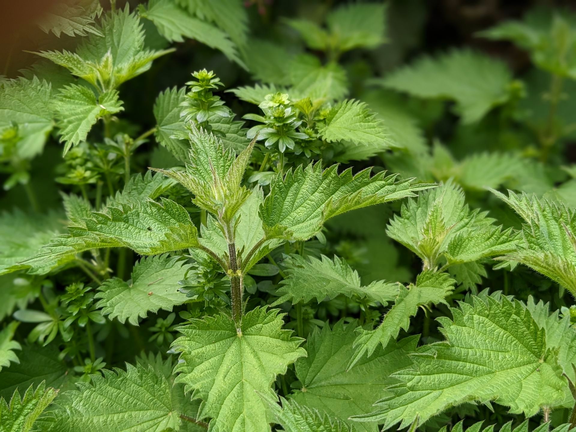 The Wonders of Wild Food by Sue Cartwright, Spiral Leaf