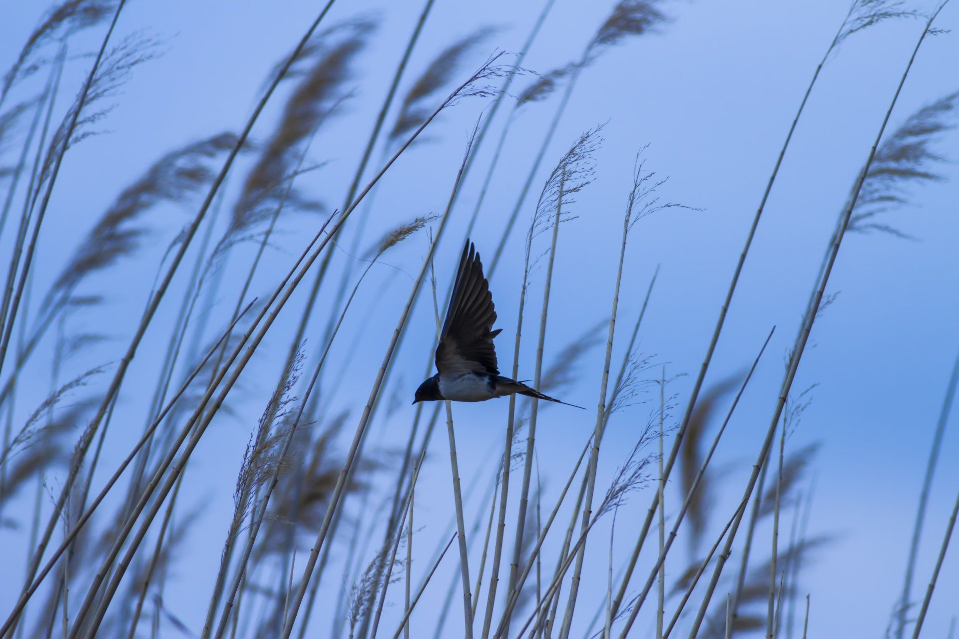 Things to do in Nature in April by Sue Cartwright, Spiral Leaf