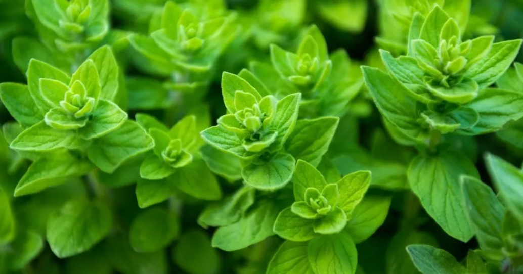 A Healing Herb (Oregano) by Sue Cartwright, Spiral Leaf