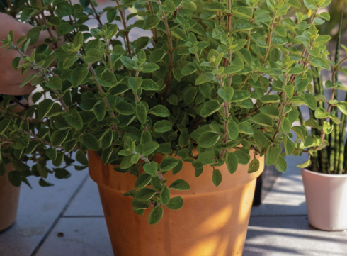A Healing Herb (Oregano) by Sue Cartwright, Spiral Leaf