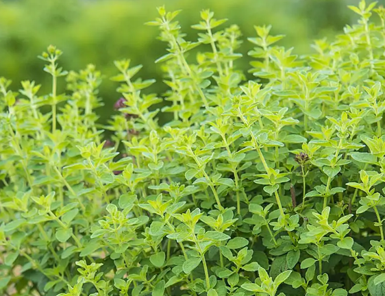 A Healing Herb (Oregano) by Sue Cartwright, Spiral Leaf