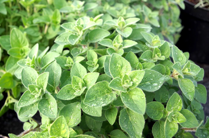 A Healing Herb (Oregano) by Sue Cartwright, Spiral Leaf