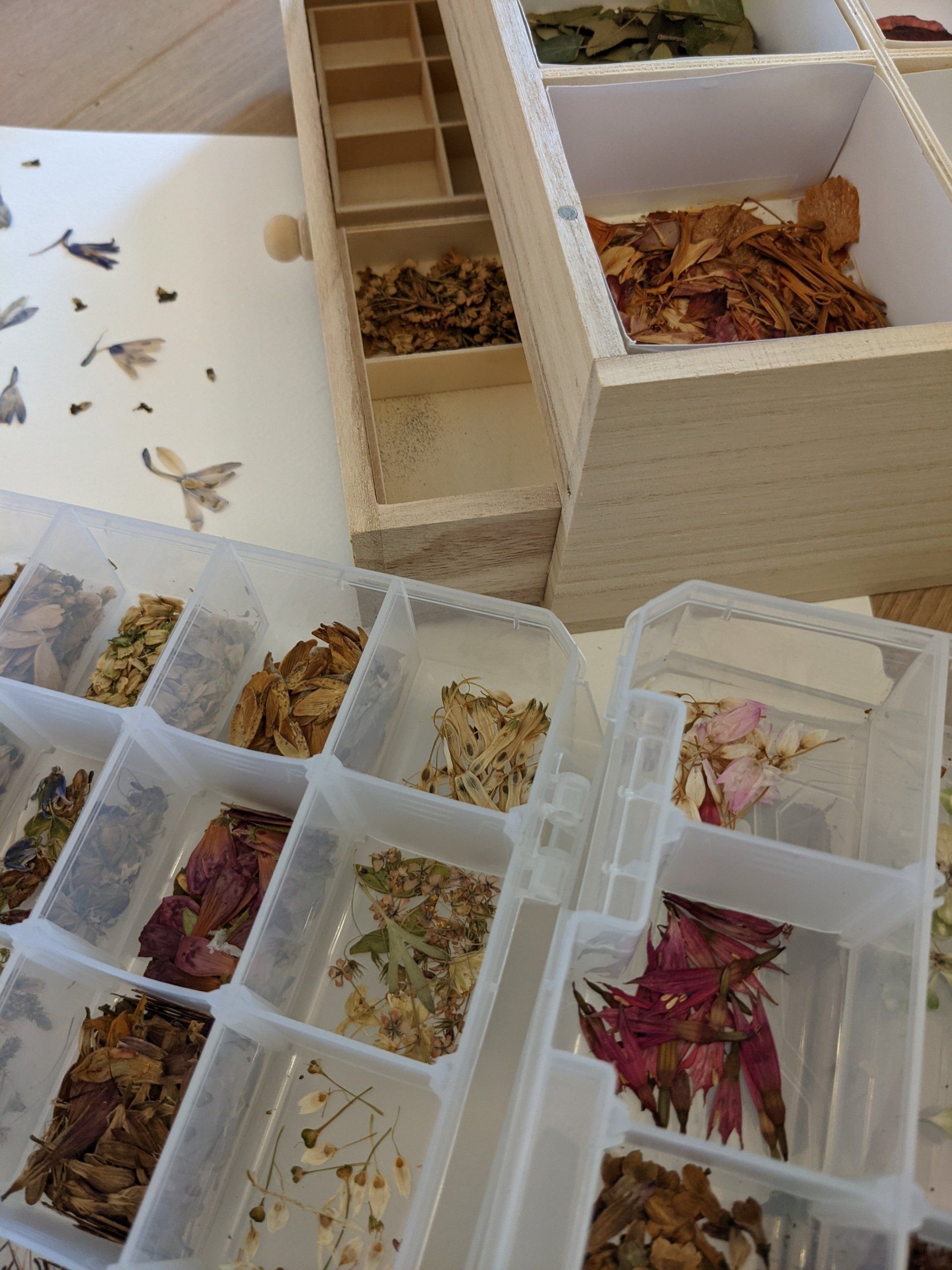 Things to do in Nature in June by Sue Cartwright, Spiral Leaf