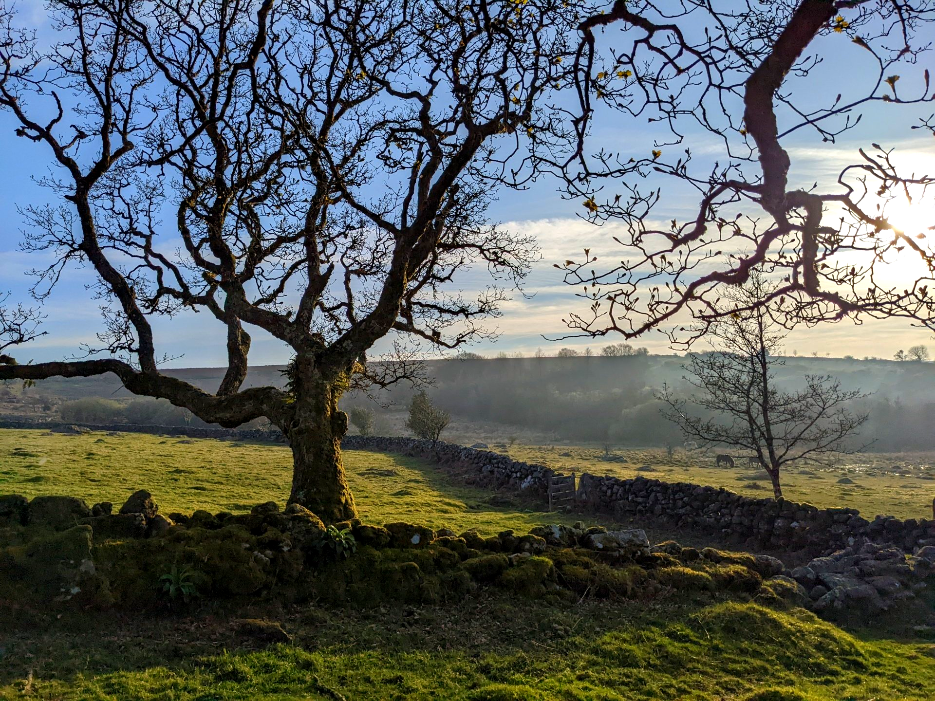 A Walk on the Mire - A Poem by Sue Cartwright, Spiral Leaf