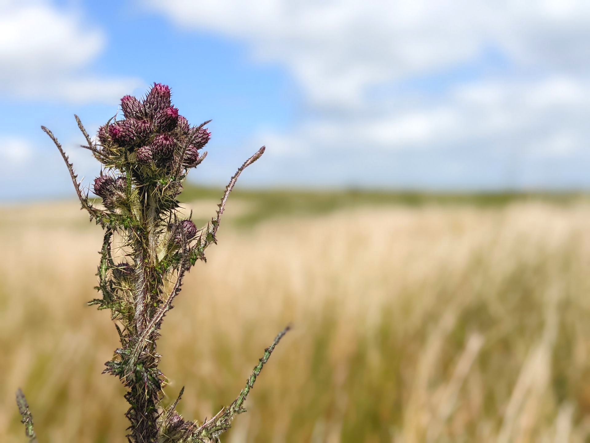 Summer Sun Gallery - Photographs by Sue Cartwright, Spiral Leaf