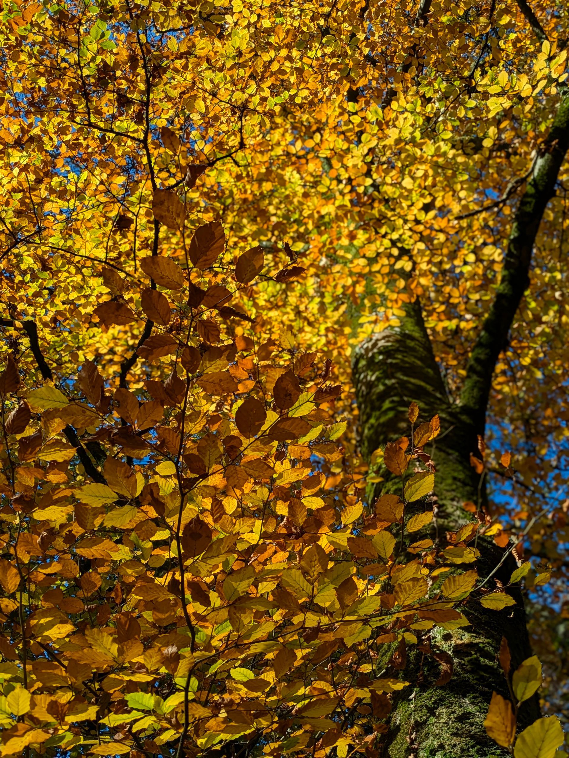 Golden Leaves Gallery - Photograph by Sue Cartwright, Spiral Leaf