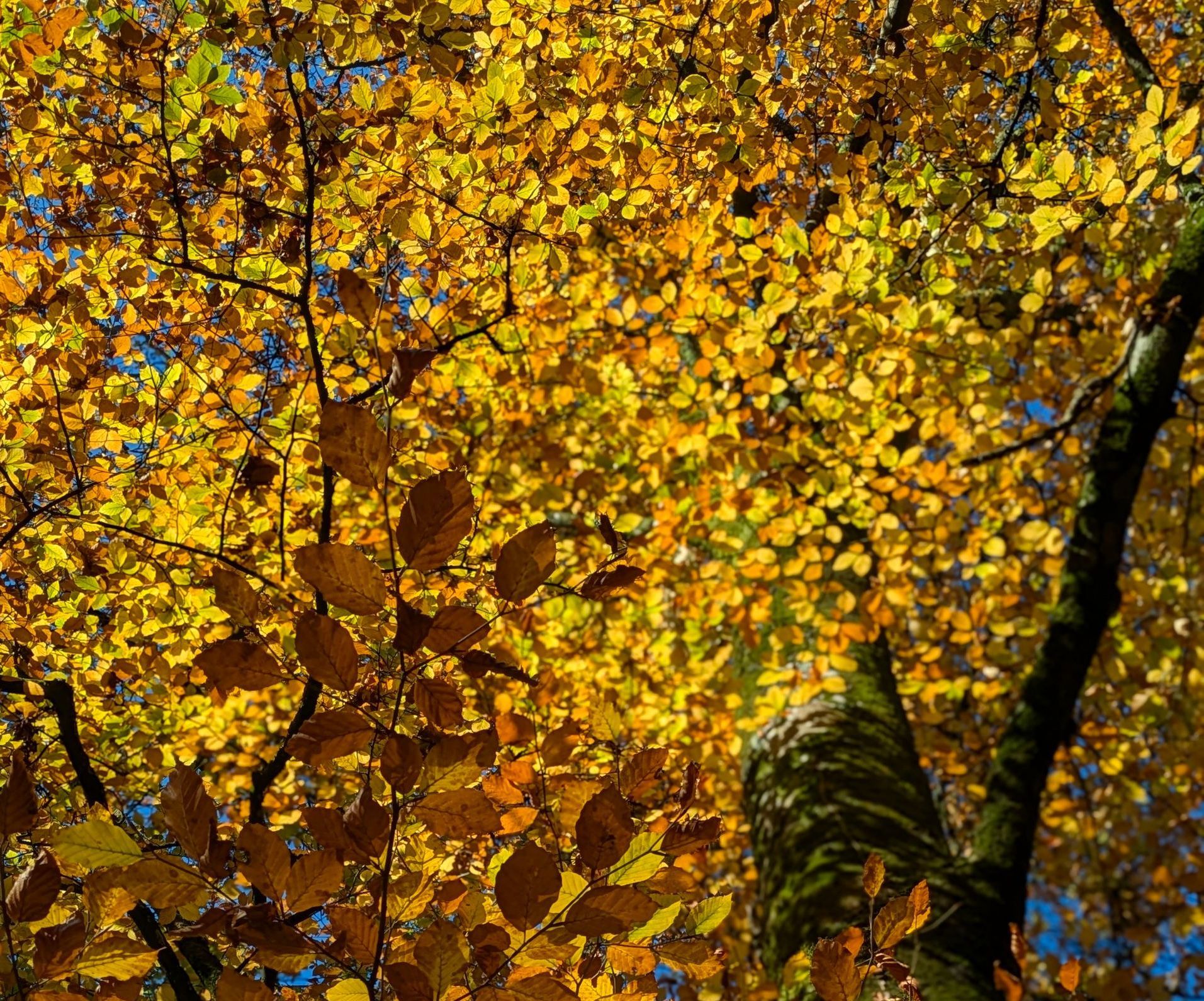 Golden Leaves by Sue Cartwright, Spiral Leaf Golden Leaves - A Poem by Sue Cartwright, Spiral Leaf