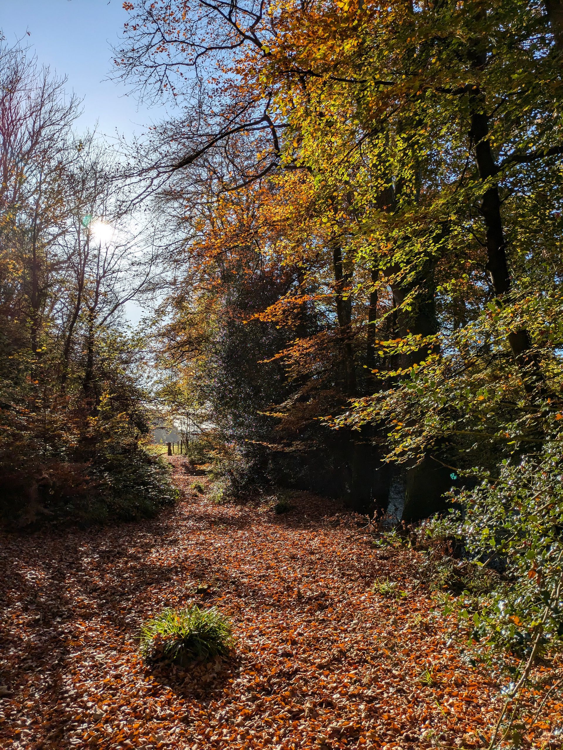Golden Leaves Gallery - Photograph by Sue Cartwright, Spiral Leaf