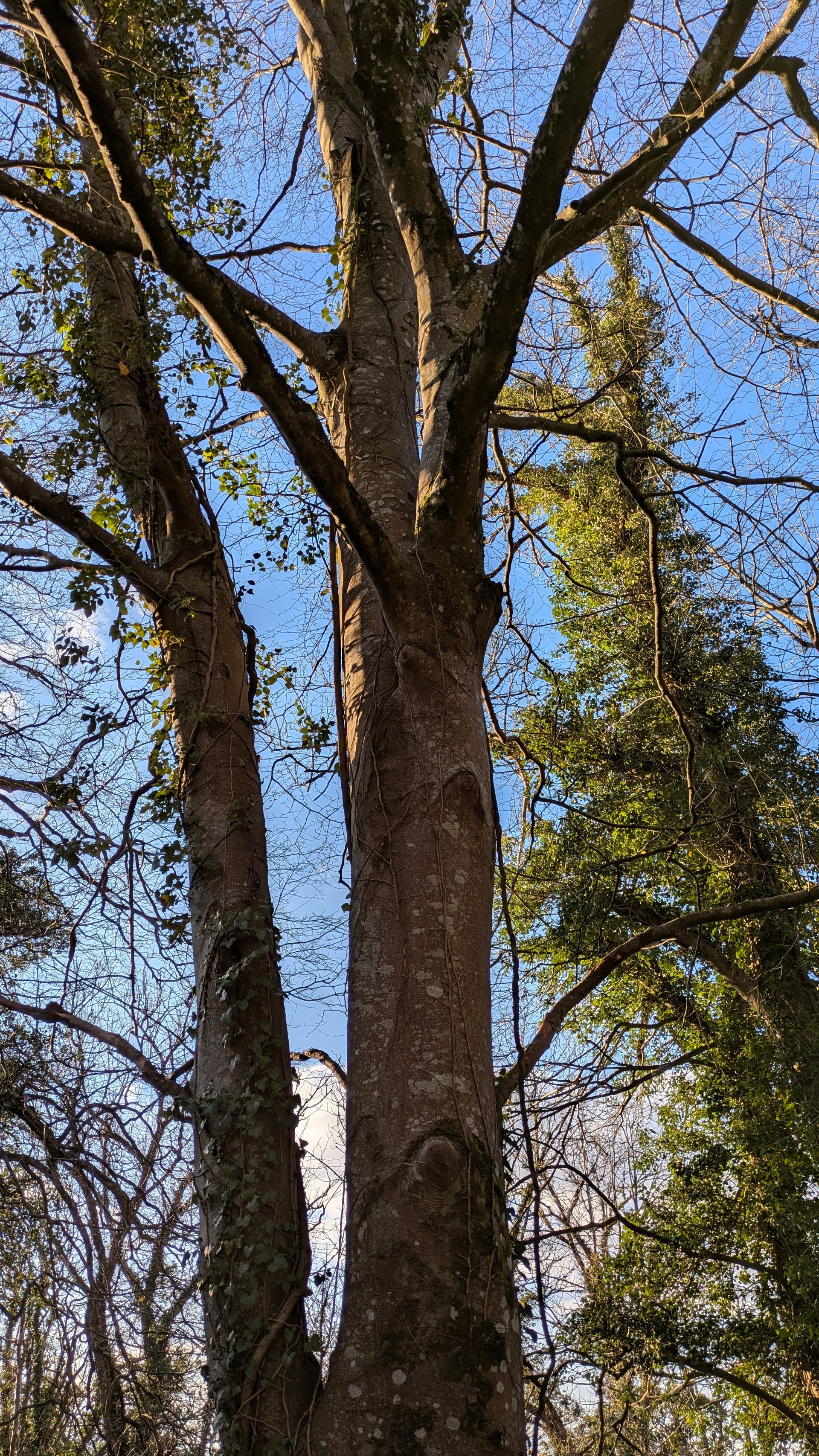 Blue Skies Gallery - Photograph by Sue Cartwright, Spiral Leaf