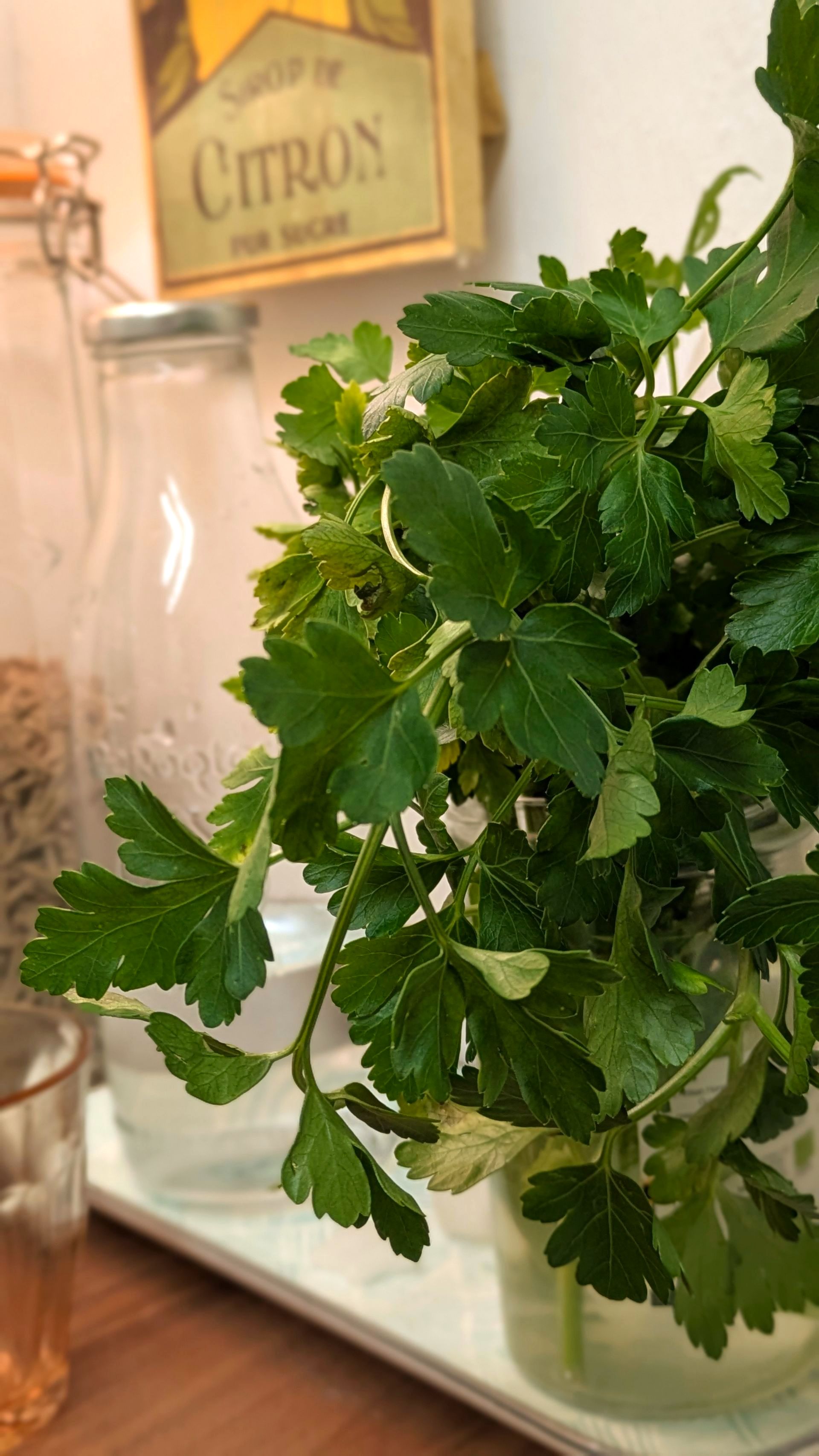 Flat Leaf Parsley by Sue Cartwright, Spiral Leaf