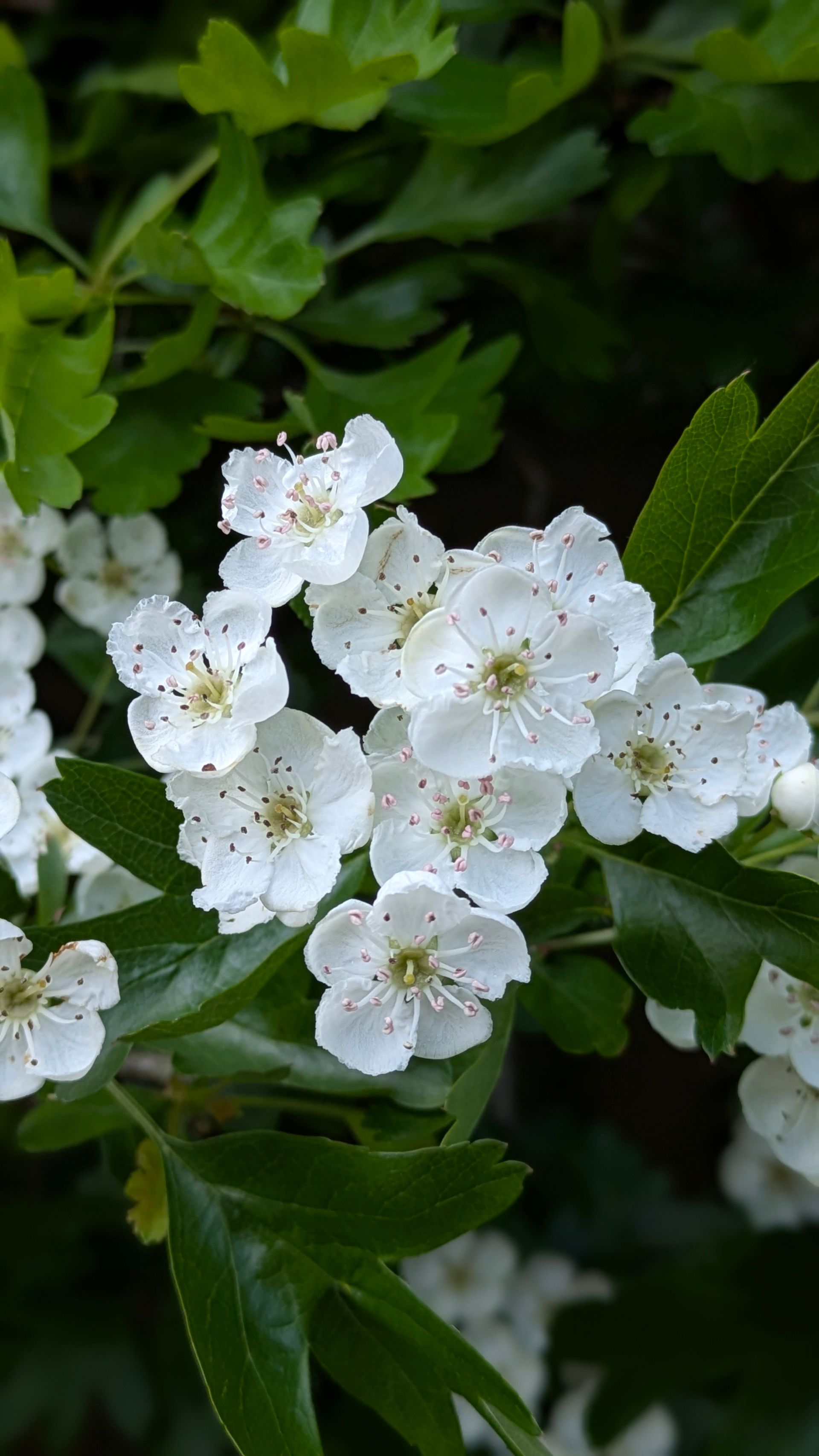 Spring Treasures by Sue Cartwright, Spiral Leaf