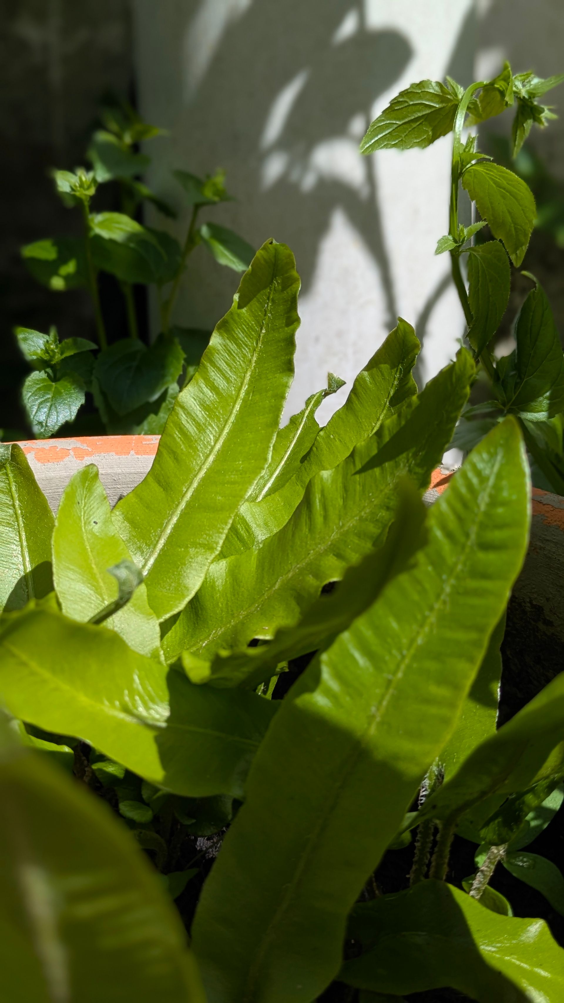 Sacred Space Gallery - Photographs by Sue Cartwright, Spiral Leaf
