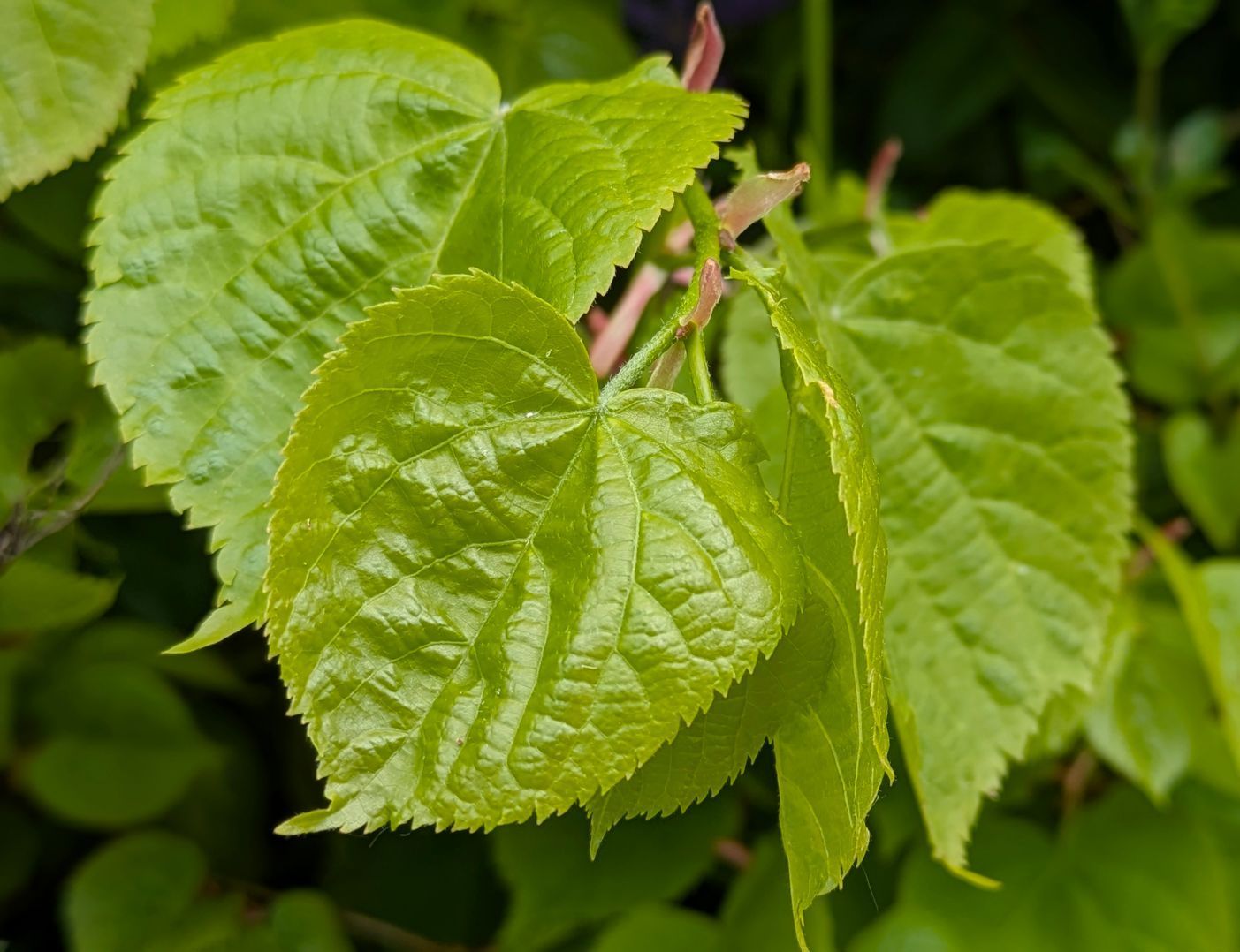 Spring Treasures Gallery - Photograph by Sue Cartwright, Spiral Leaf