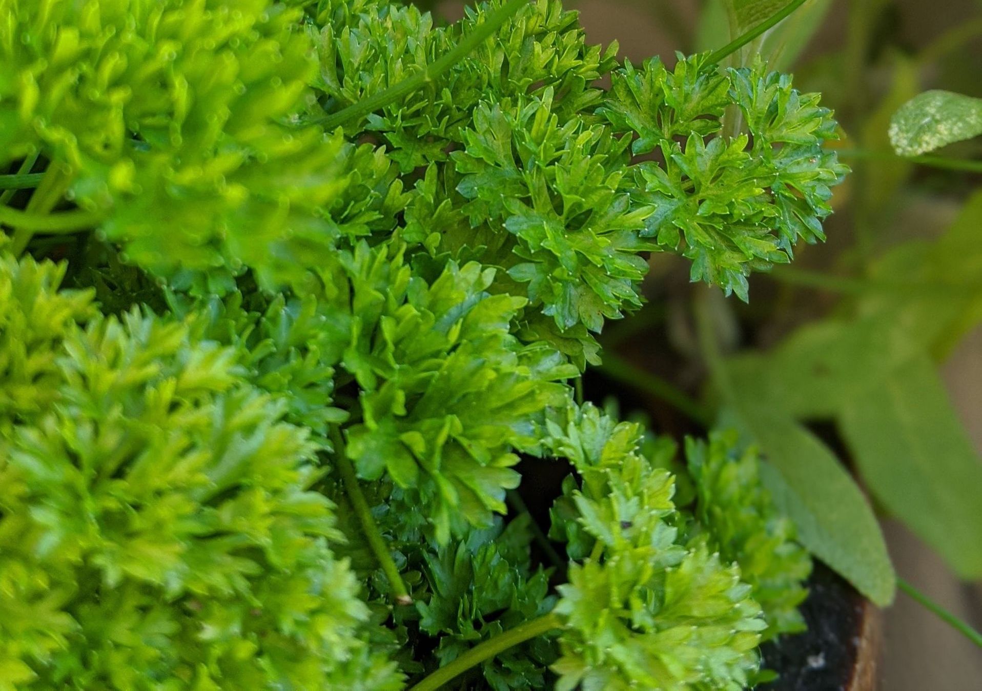 A Healing Herb (Parsley) - Photograph by Sue Cartwright, Spiral Leaf