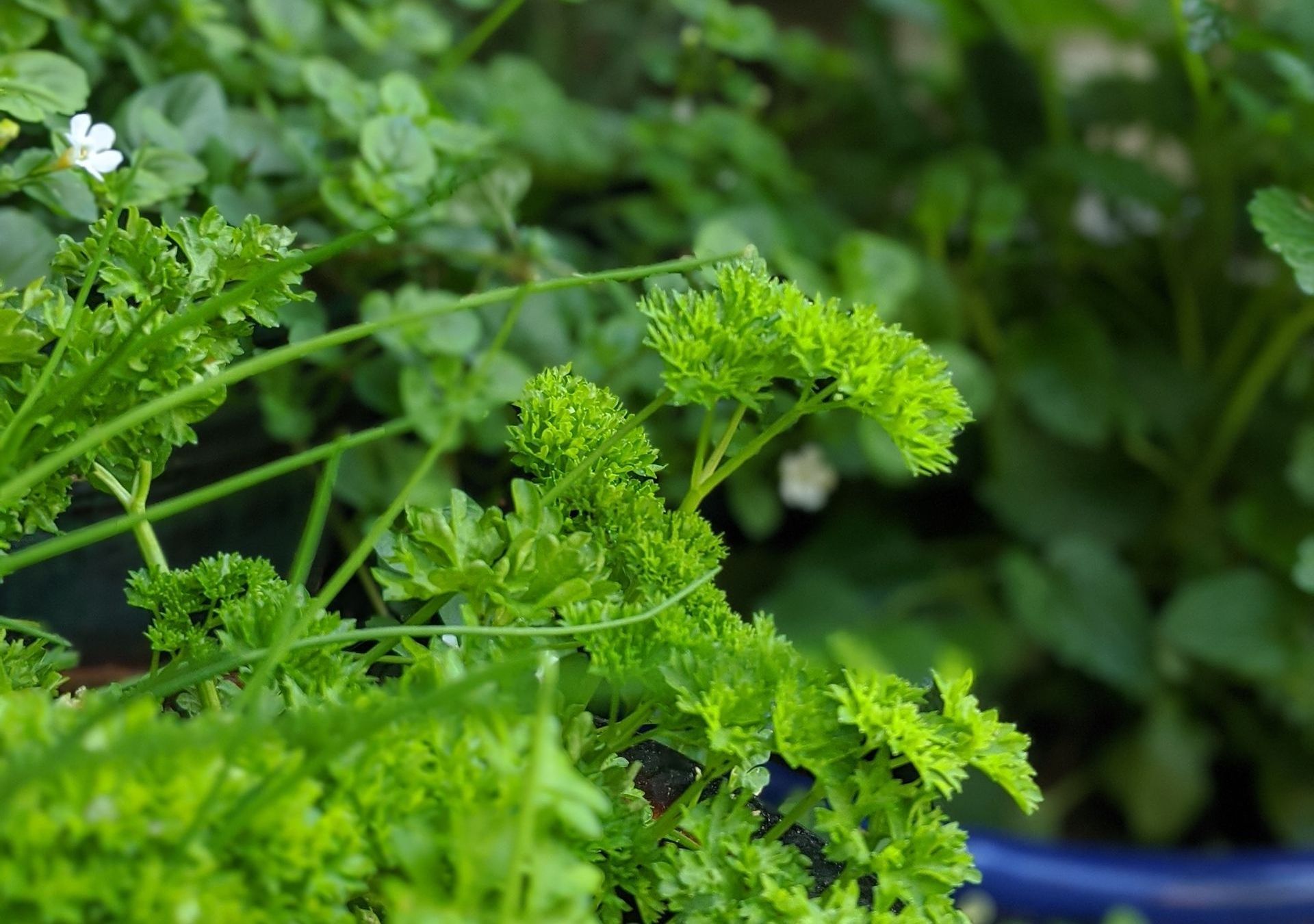 A Healing Herb (Parsley) by Sue Cartwright, Spiral Leaf A Healing Herb (Parsley) by Sue Cartwright, Spiral Leaf