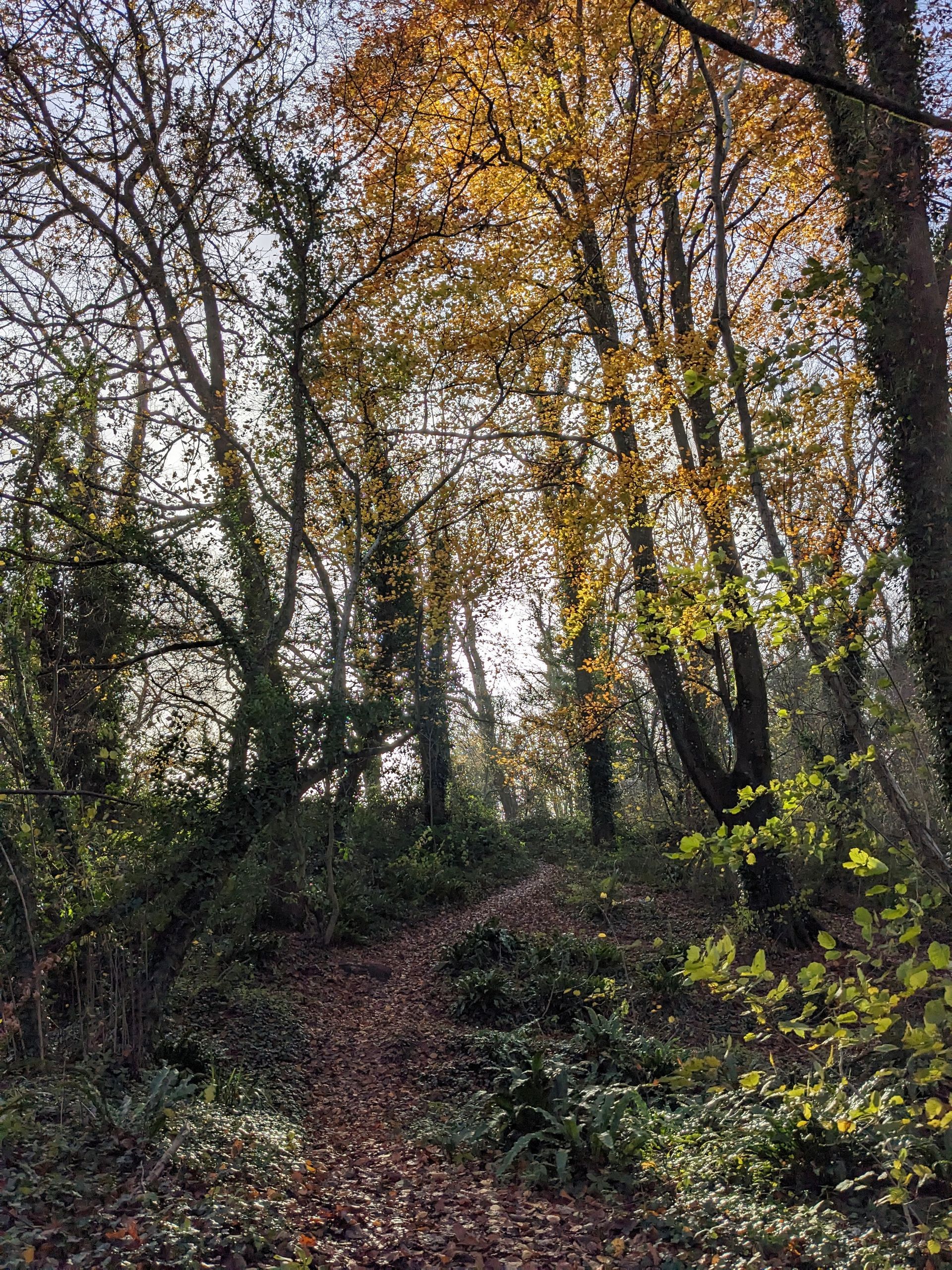 Pathway Gallery - Photograph by Sue Cartwright, Spiral Leaf