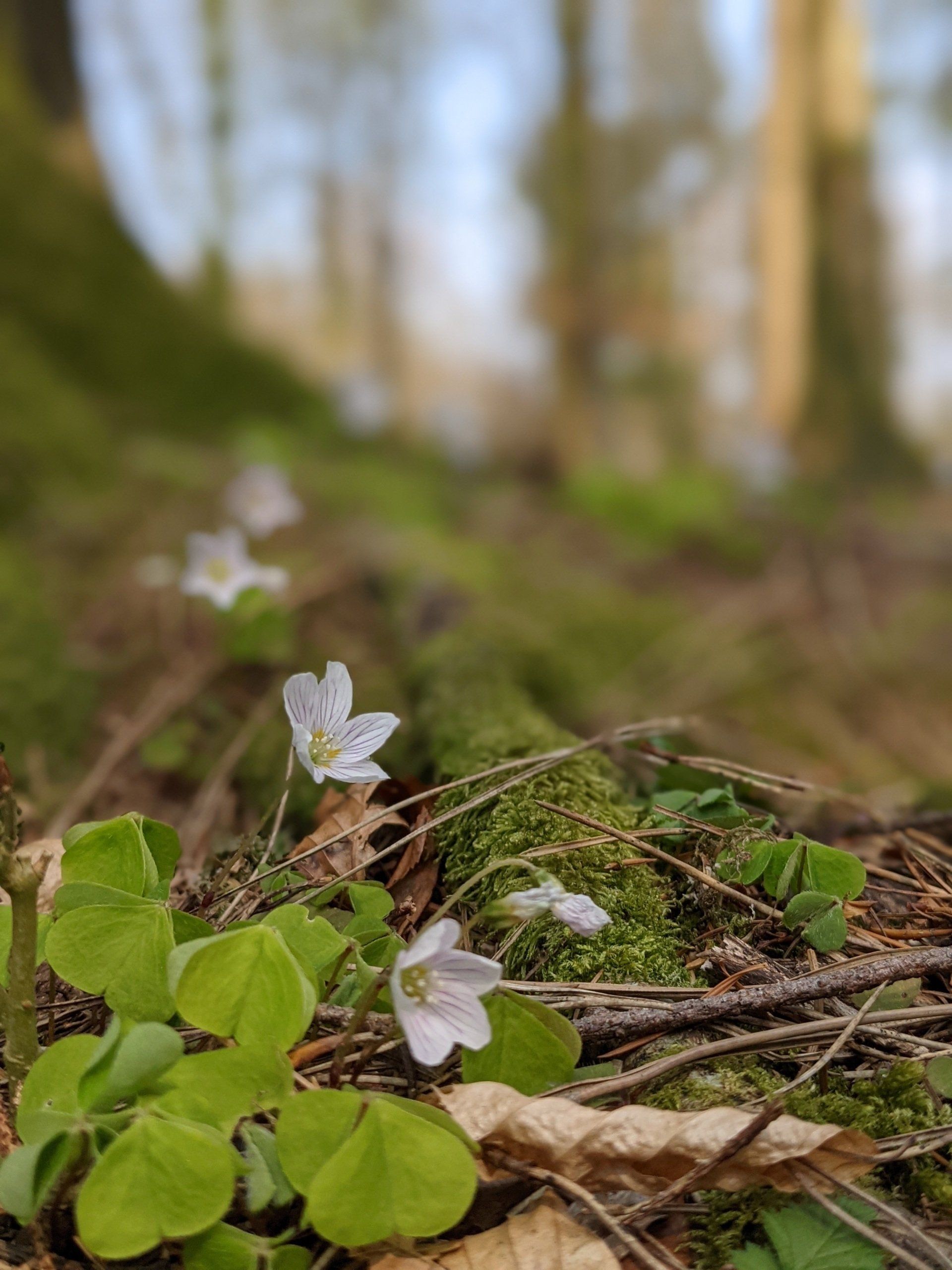 Wildflowers Gallery - Photograph by Sue Cartwright, Spiral Leaf