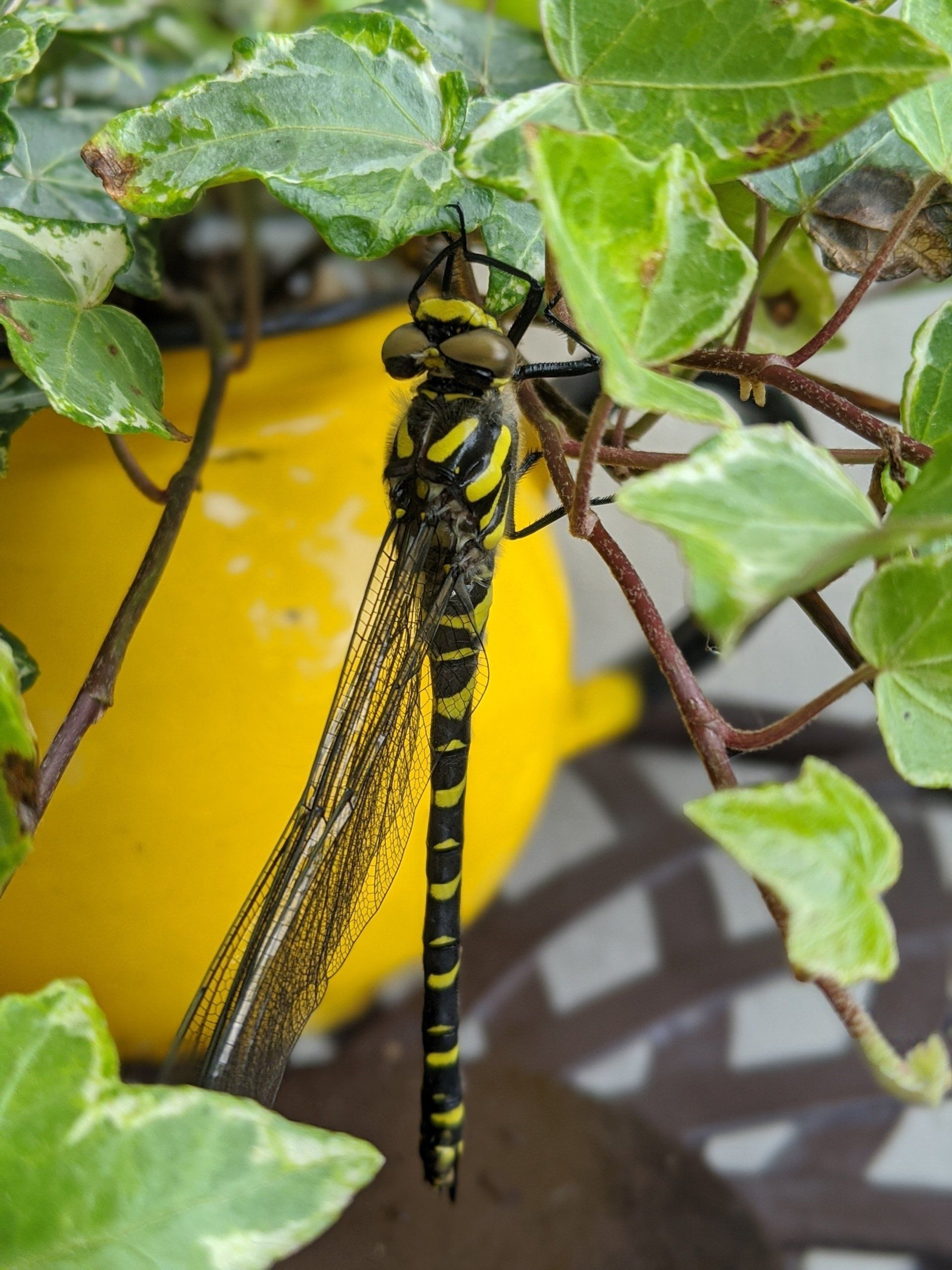 Gold Ringed Dragonfly - Photograph by Sue Cartwright, Spiral Leaf