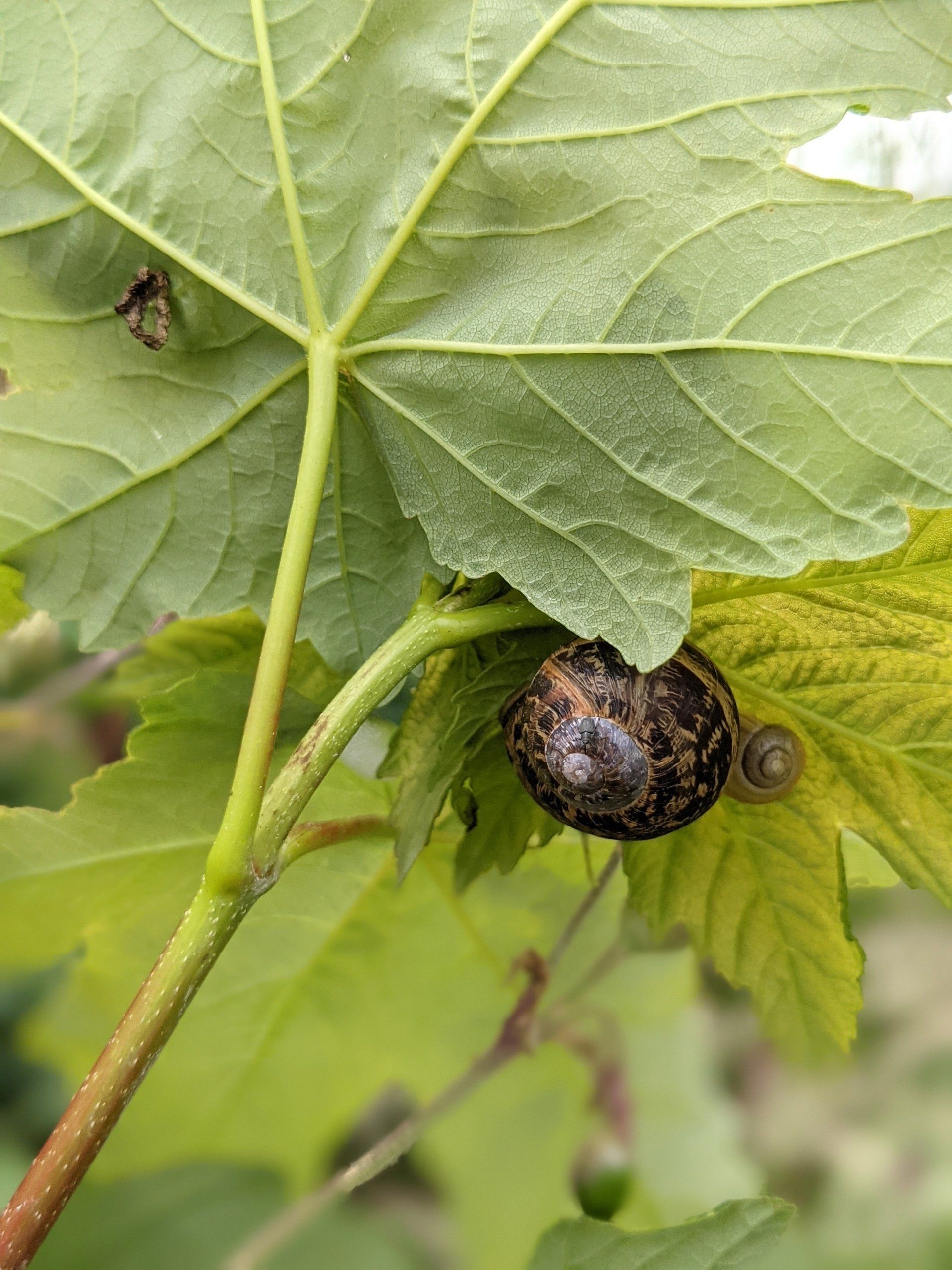 Sleeping Snails - Photograph by Sue Cartwright, Spiral Leaf