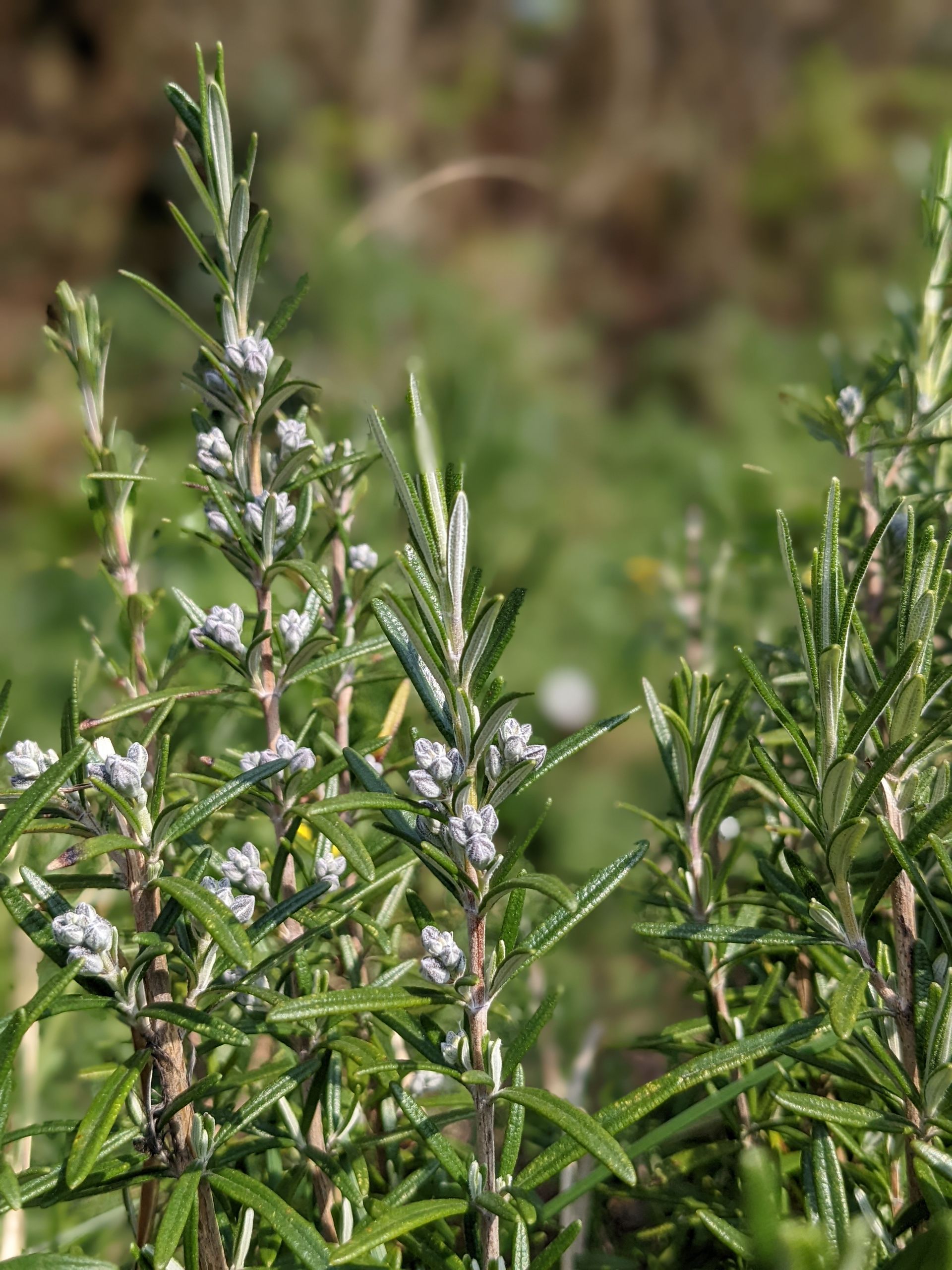 A Healing Herb (Rosemary) - Photograph by Sue Cartwright, Spiral Leaf