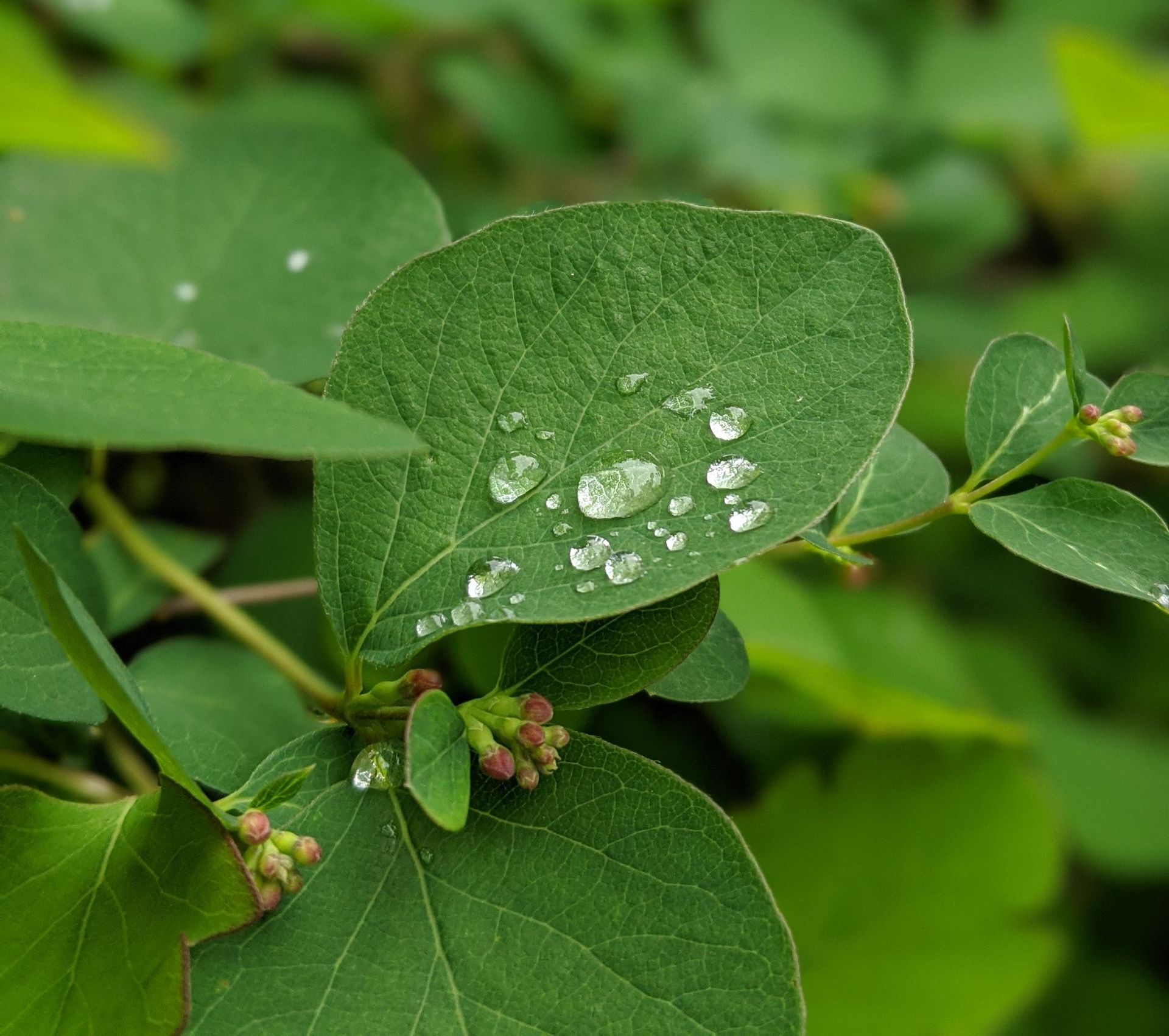 Sensing Nature - A Poem by Sue Cartwright, Spiral Leaf