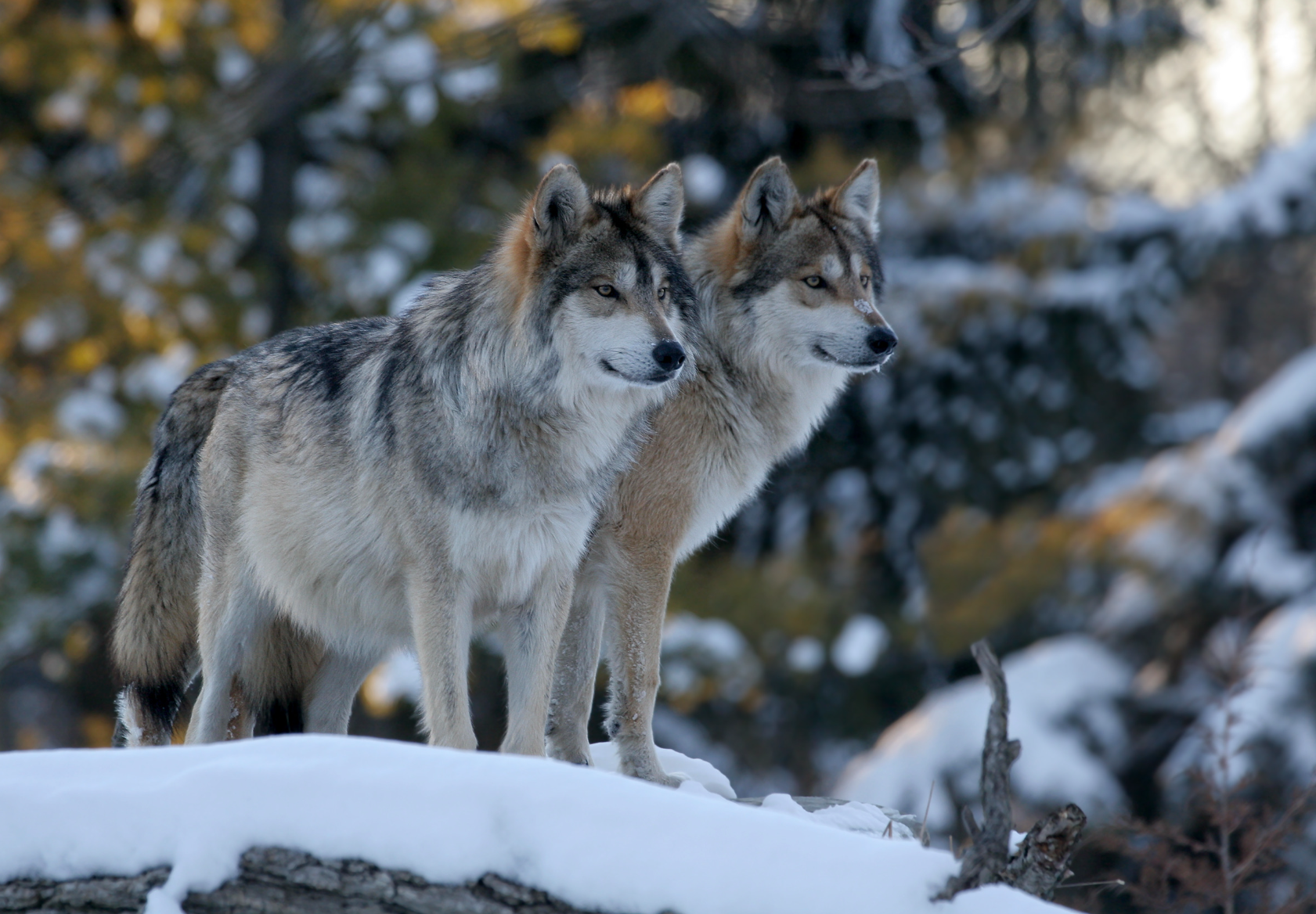 Return of the Wolves - A Poem by Sue Cartwright, Spiral Leaf