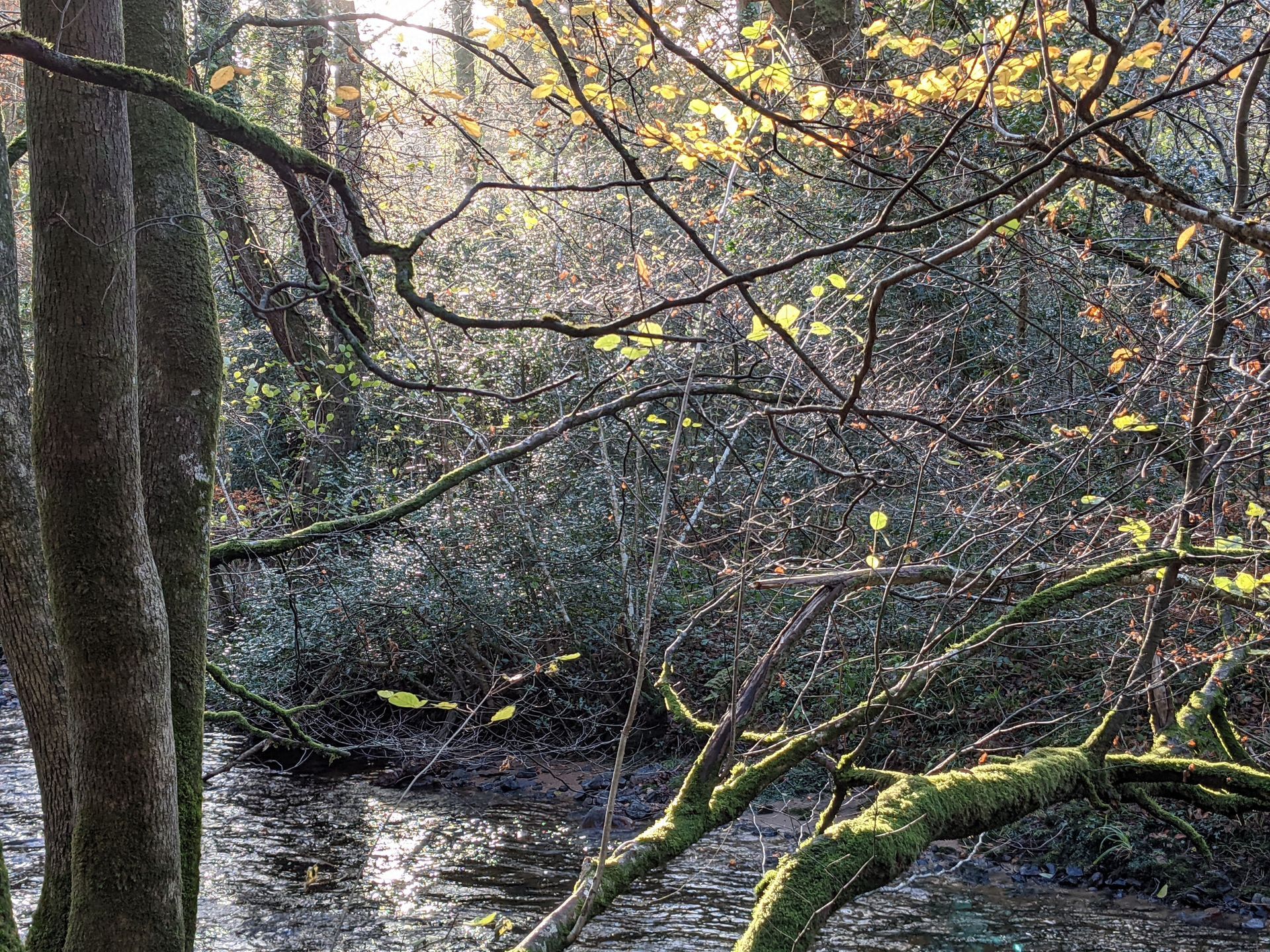 Be The Flow - A Poem by Sue Cartwright, Spiral Leaf