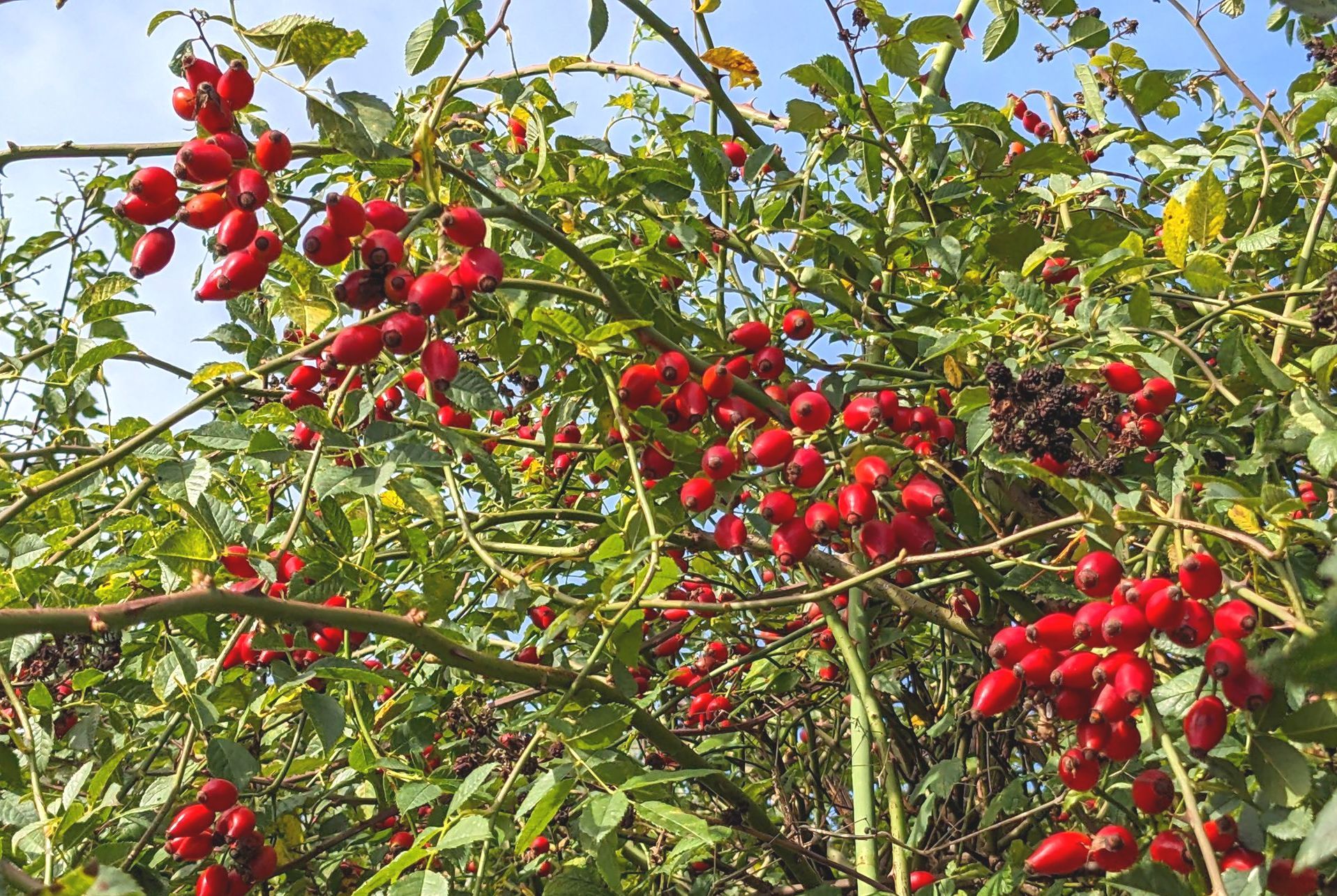 The Wonders of Wild Food by Sue Cartwright, Spiral Leaf