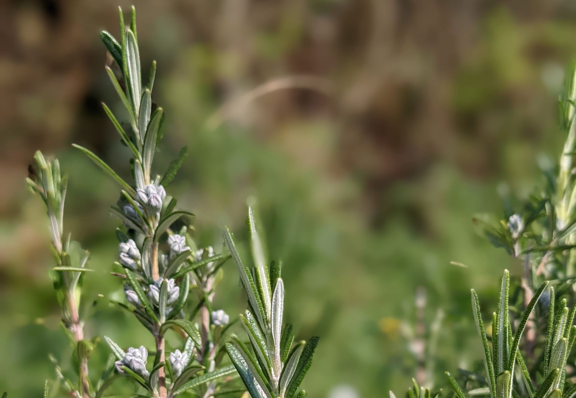 A Healing Herb (Rosemary) by Sue Cartwright, Spiral Leaf