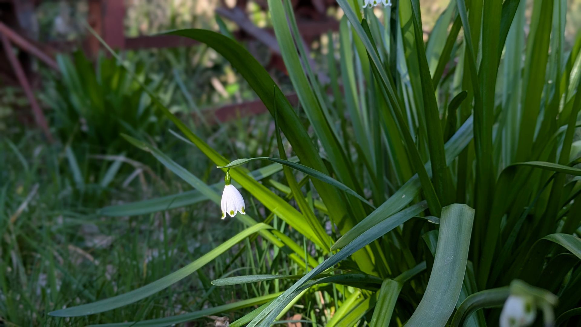 Wildflowers Gallery - Photograph by Sue Cartwright, Spiral Leaf